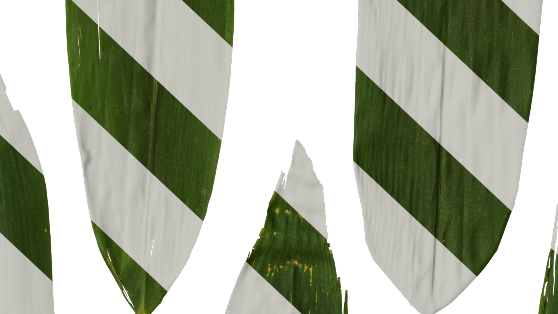 Anydrafts Indocalamus tessellatus Leaf 05 Texture_7