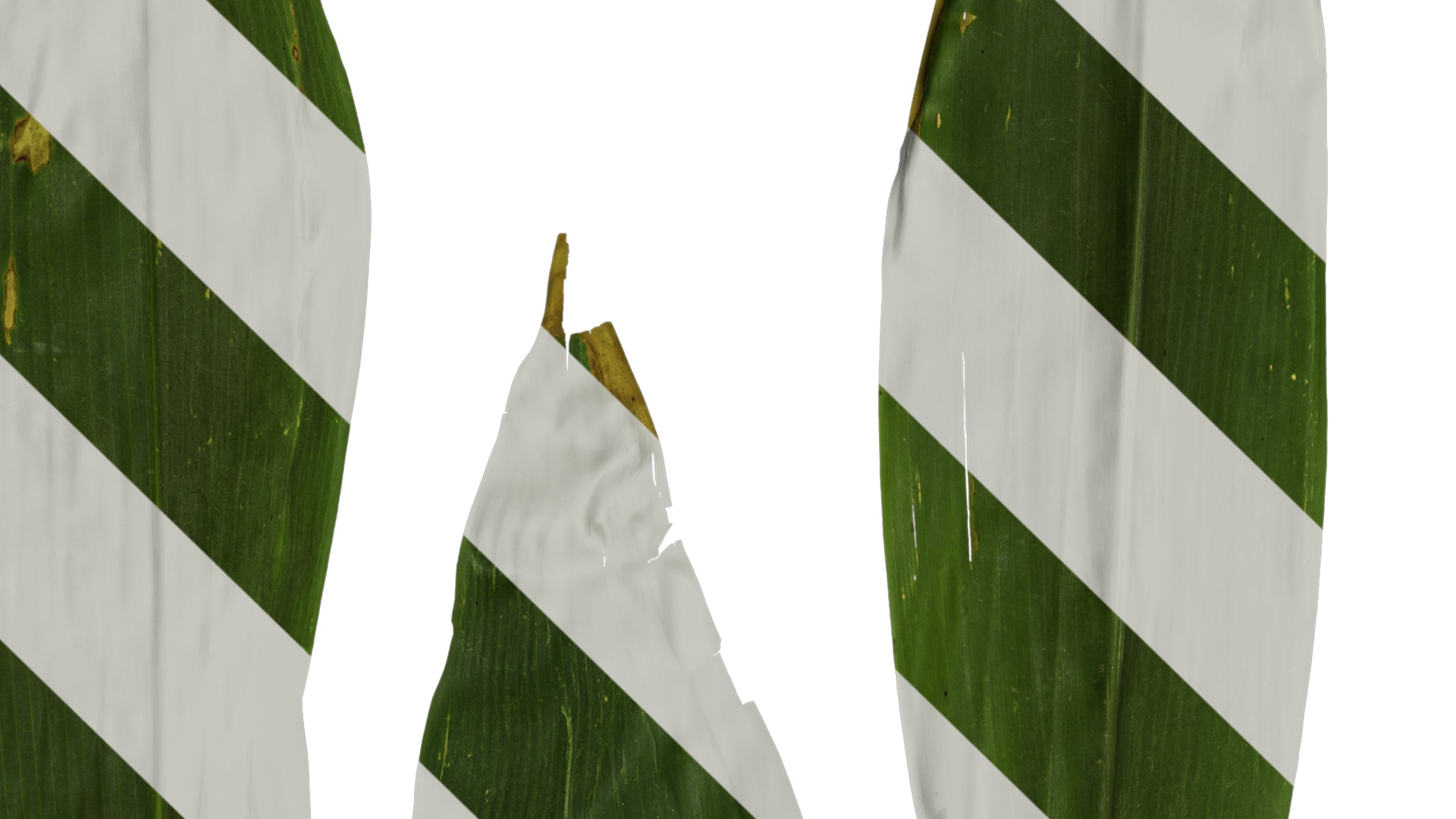 Anydrafts Indocalamus tessellatus Leaf 05 Texture_3