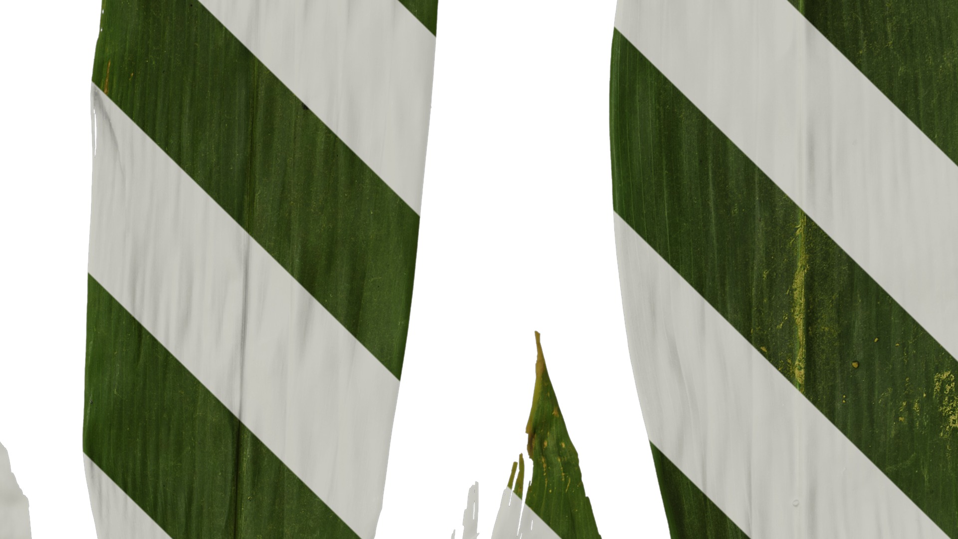 Anydrafts Indocalamus tessellatus Leaf 05 Texture_4
