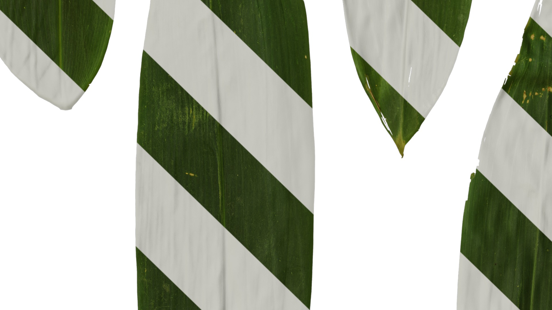 Anydrafts Indocalamus tessellatus Leaf 05 Texture_5