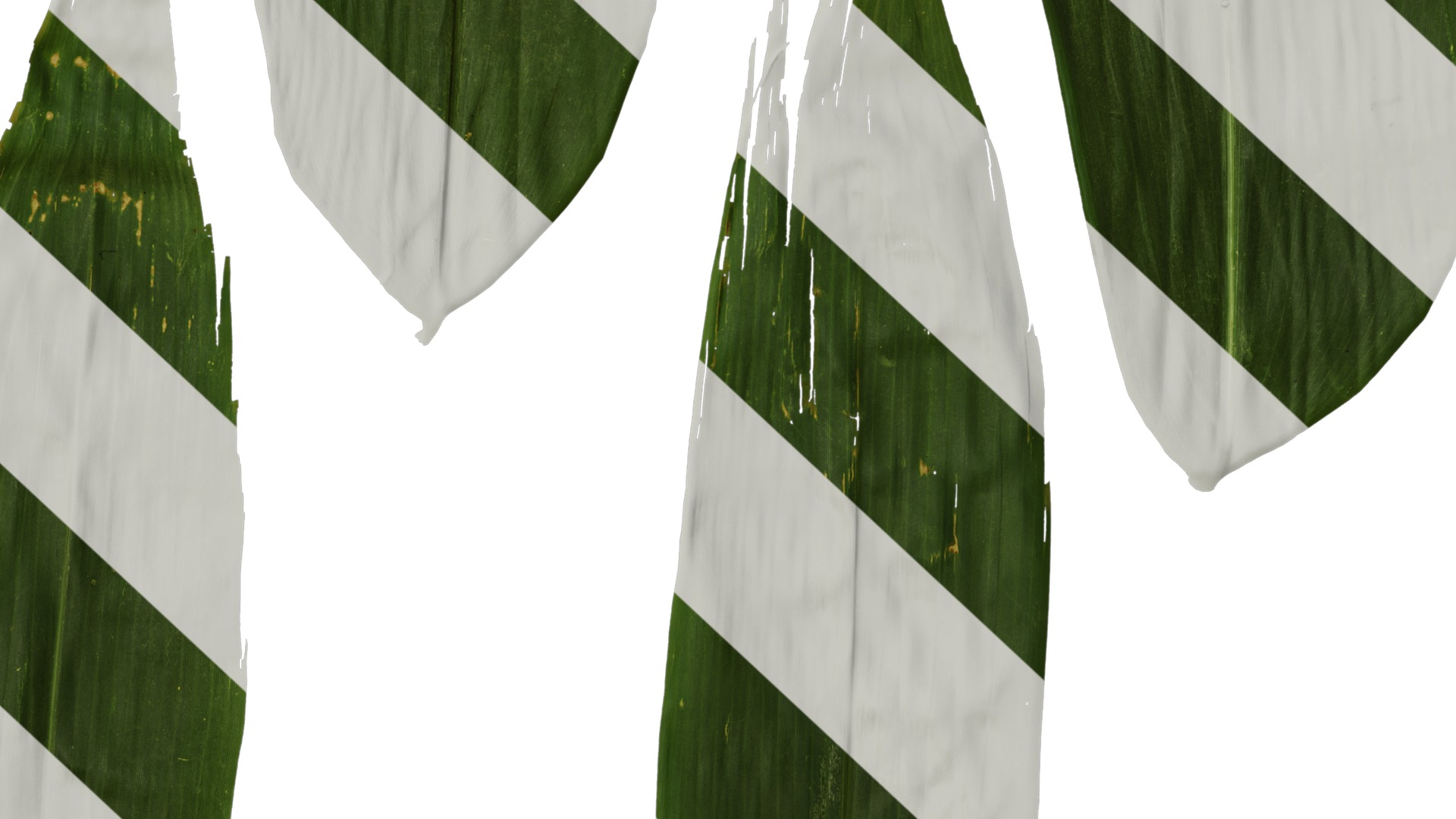 Anydrafts Indocalamus tessellatus Leaf 05 Texture_6