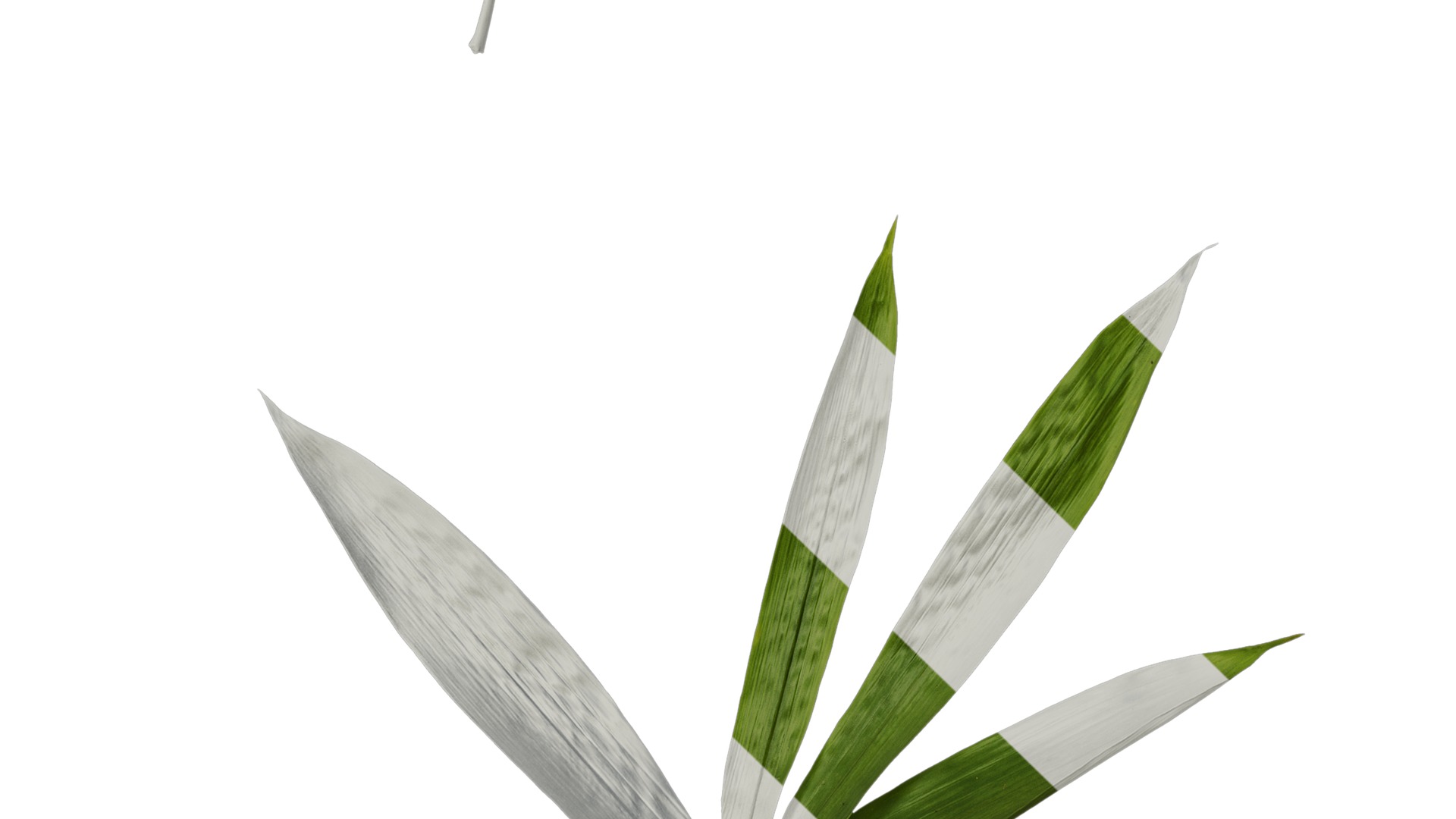 Anydrafts Indocalamus tessellatus Leaf 06 Texture_5