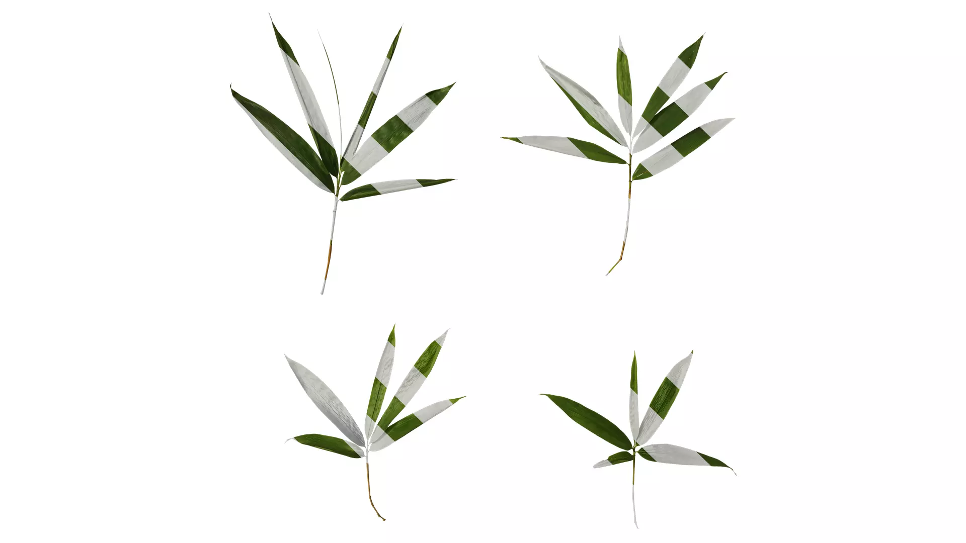 Anydrafts Indocalamus tessellatus Leaf 06 Texture_0