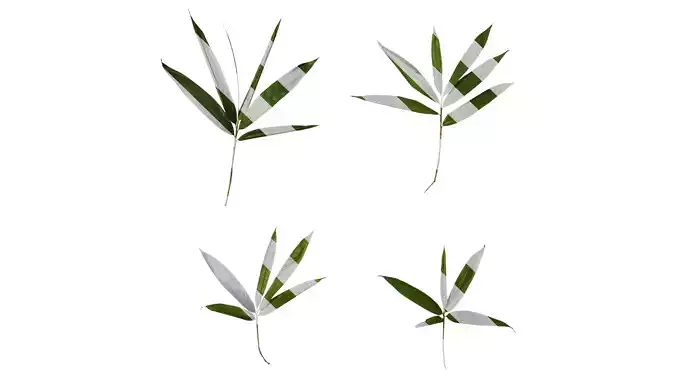 Anydrafts Indocalamus tessellatus Leaf 06