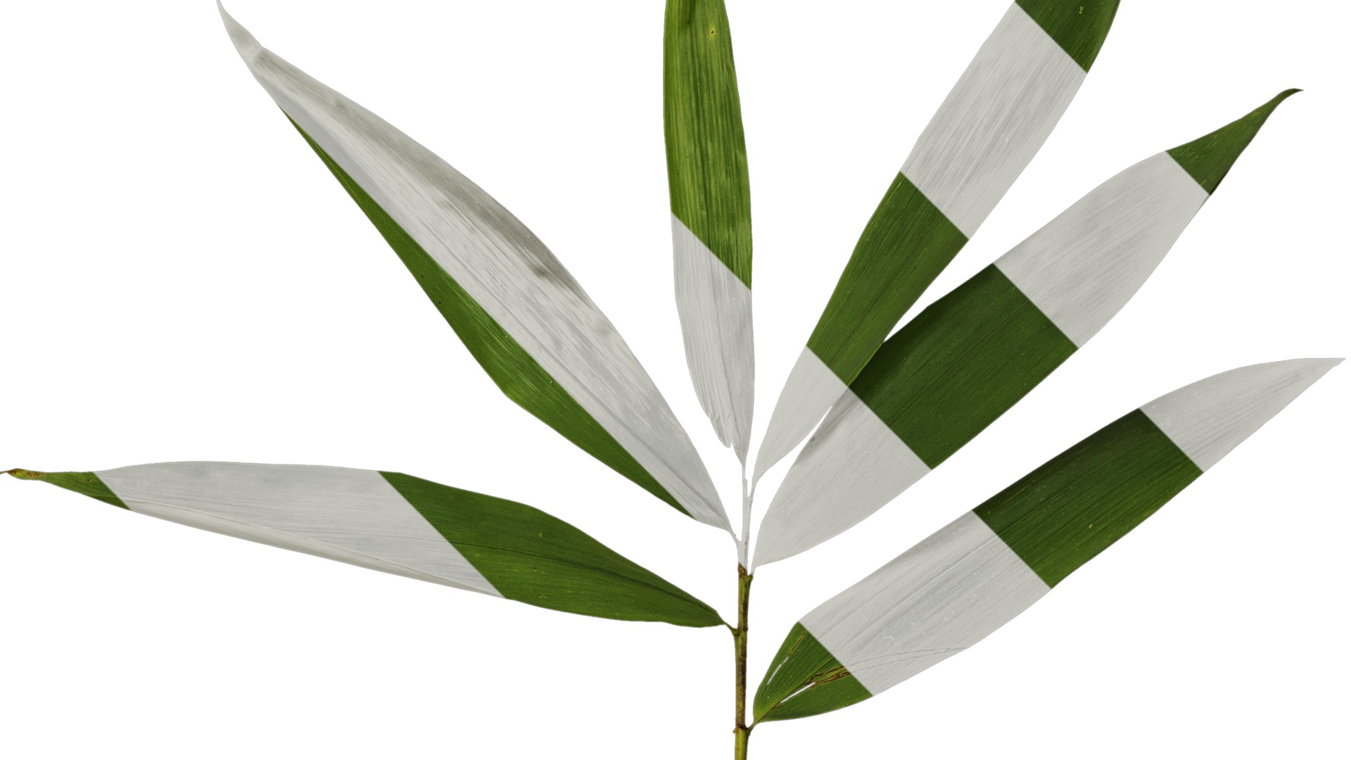 Anydrafts Indocalamus tessellatus Leaf 06 Texture_2