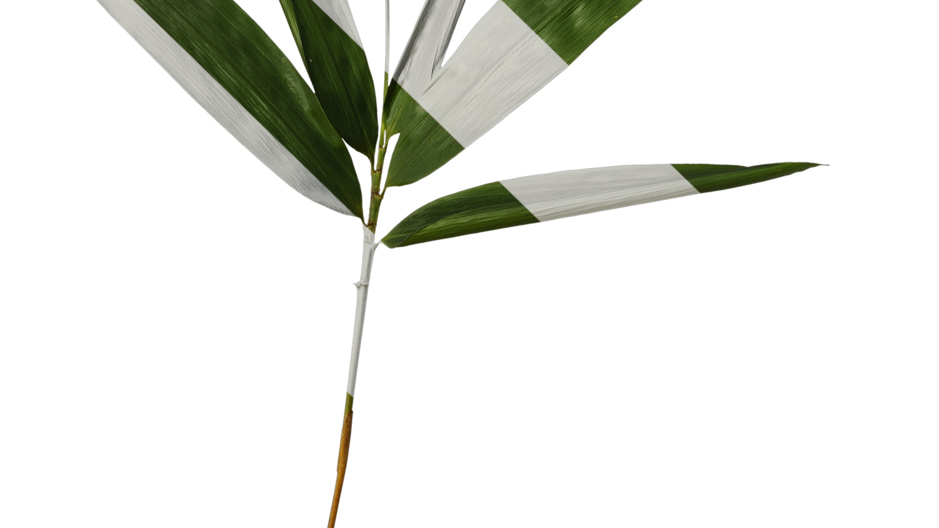 Anydrafts Indocalamus tessellatus Leaf 06 Texture_3