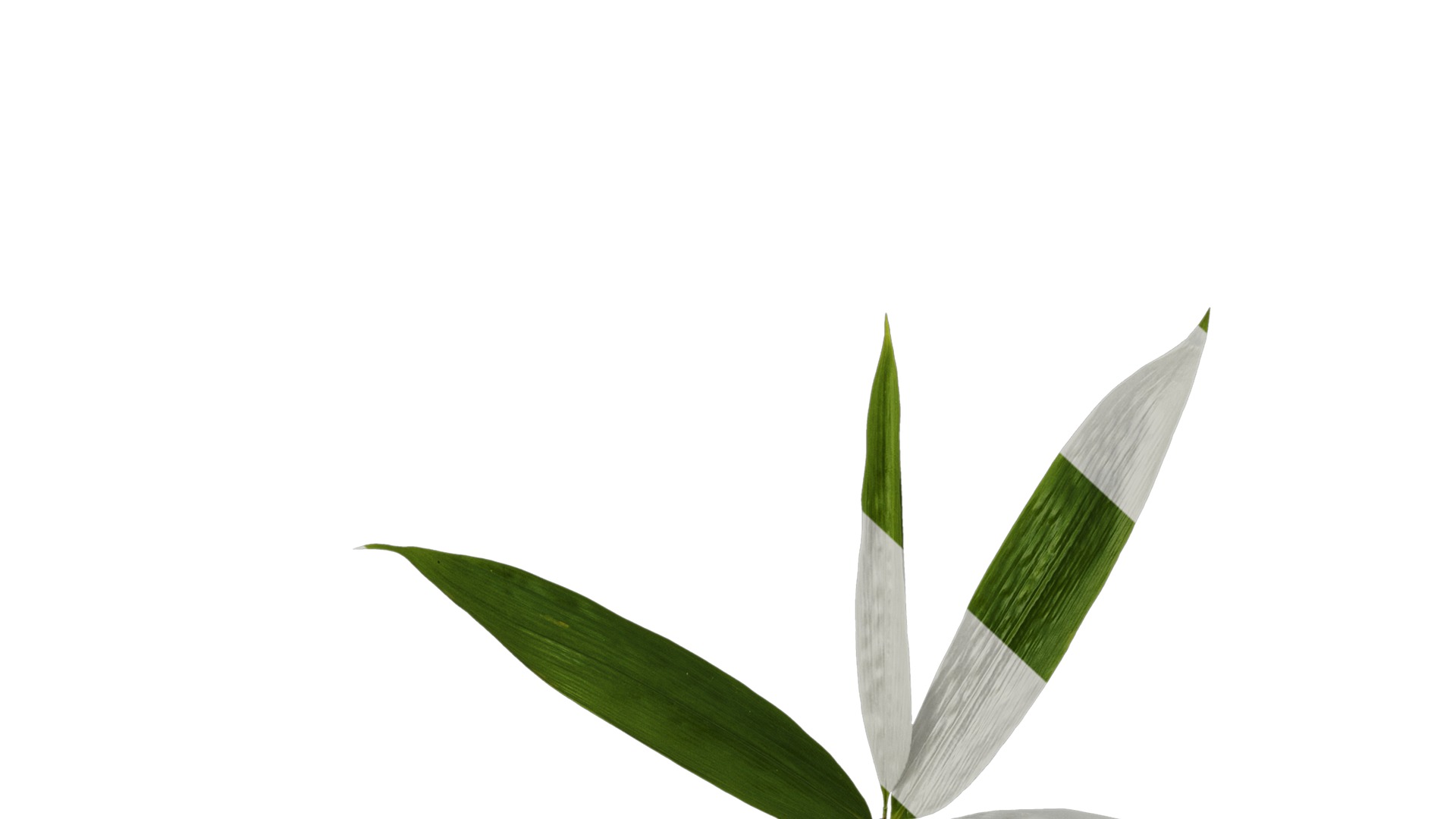 Anydrafts Indocalamus tessellatus Leaf 06 Texture_6