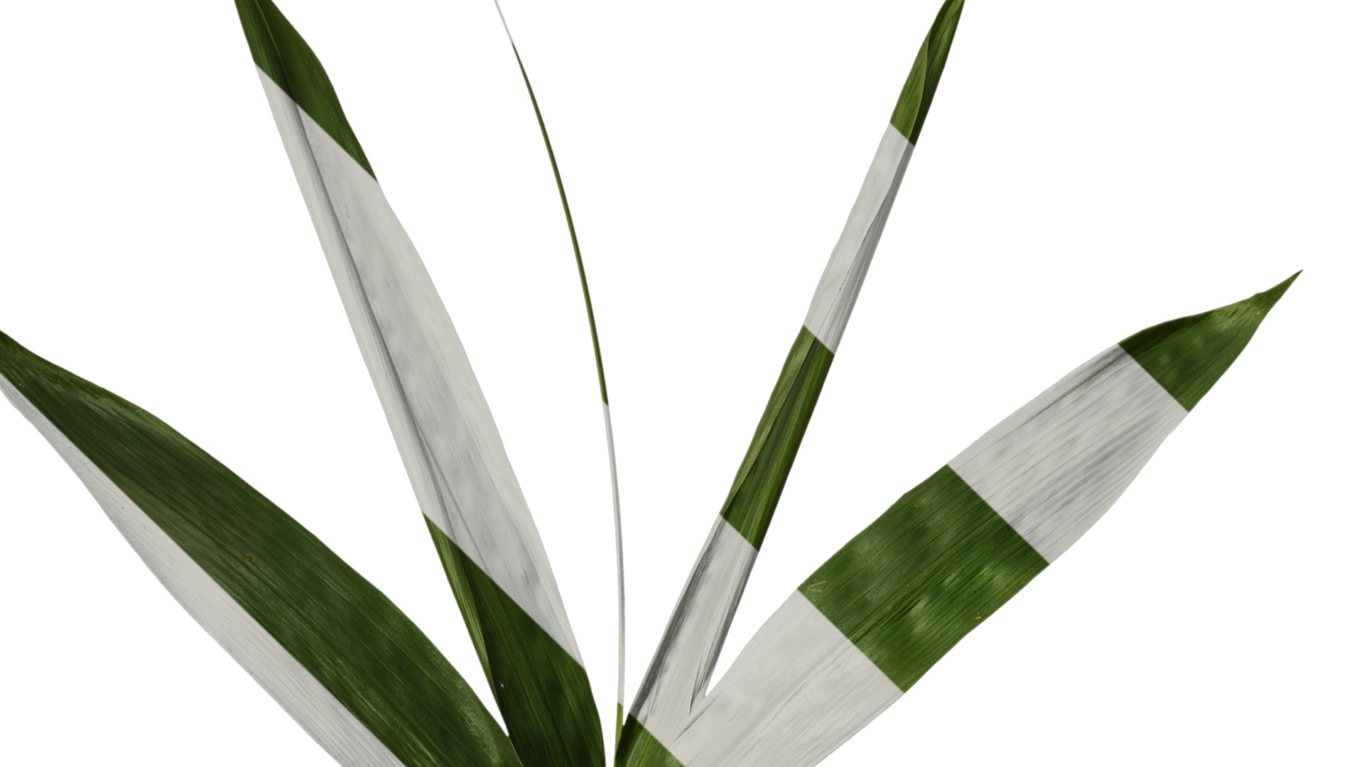 Anydrafts Indocalamus tessellatus Leaf 06 Texture_1