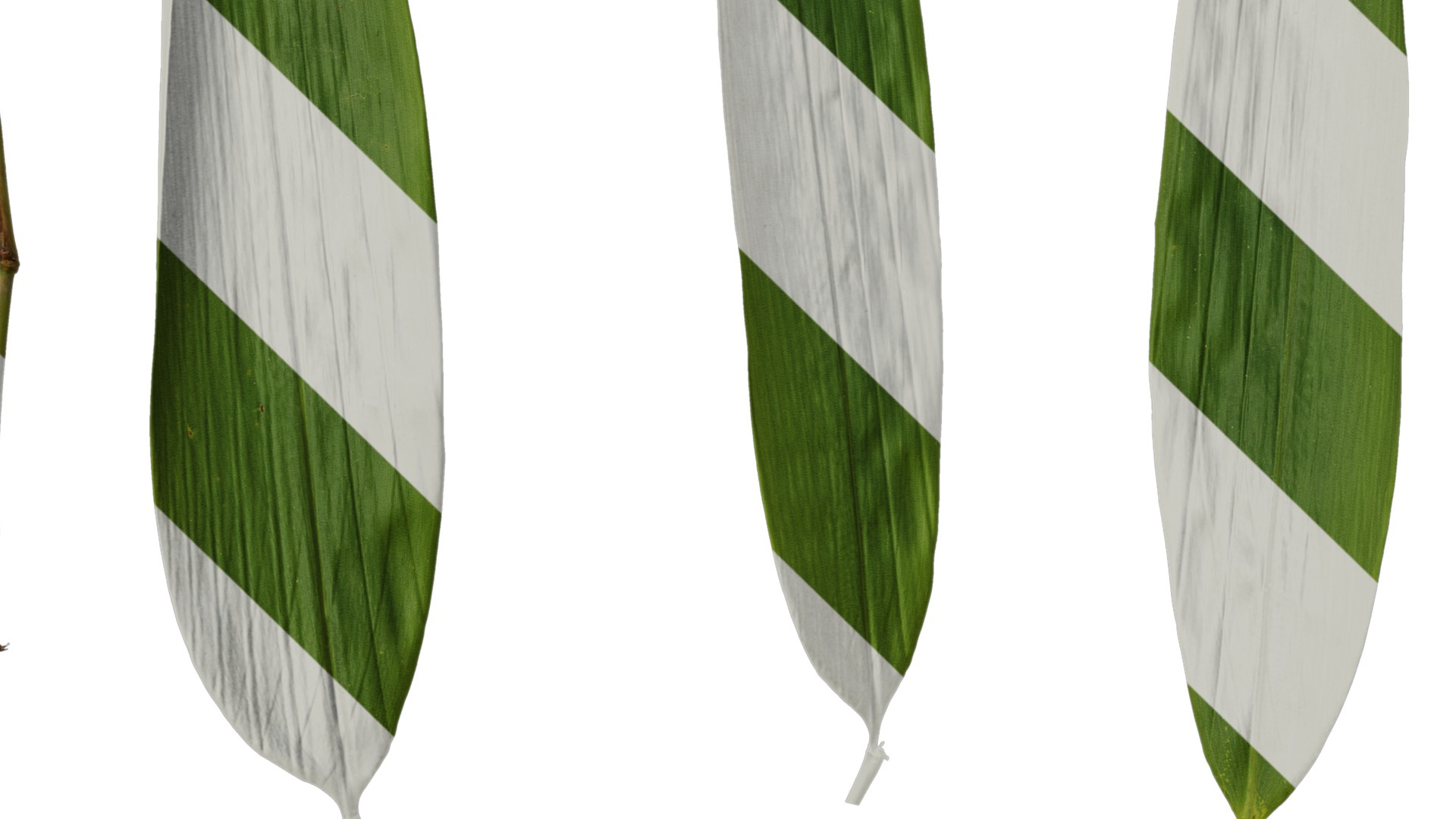 Anydrafts Indocalamus tessellatus Leaf 07 Texture_3