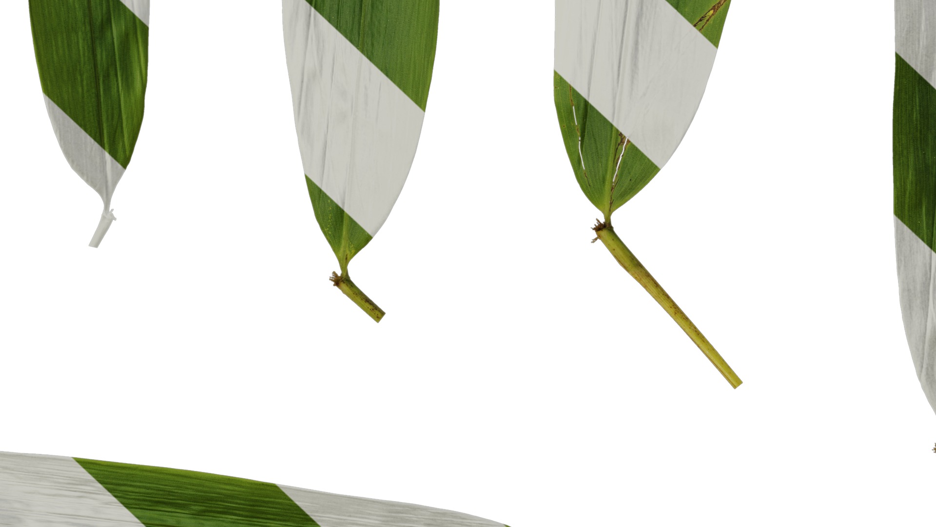 Anydrafts Indocalamus tessellatus Leaf 07 Texture_7