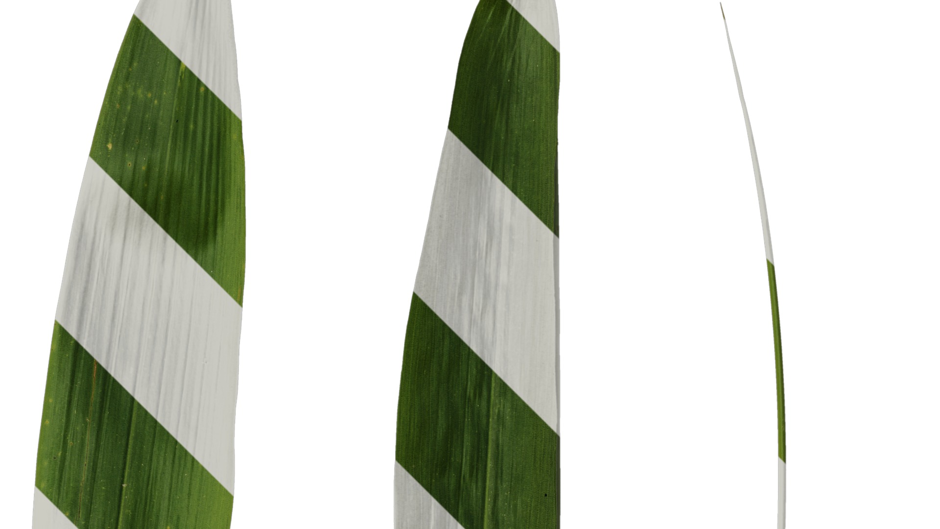 Anydrafts Indocalamus tessellatus Leaf 07 Texture_2