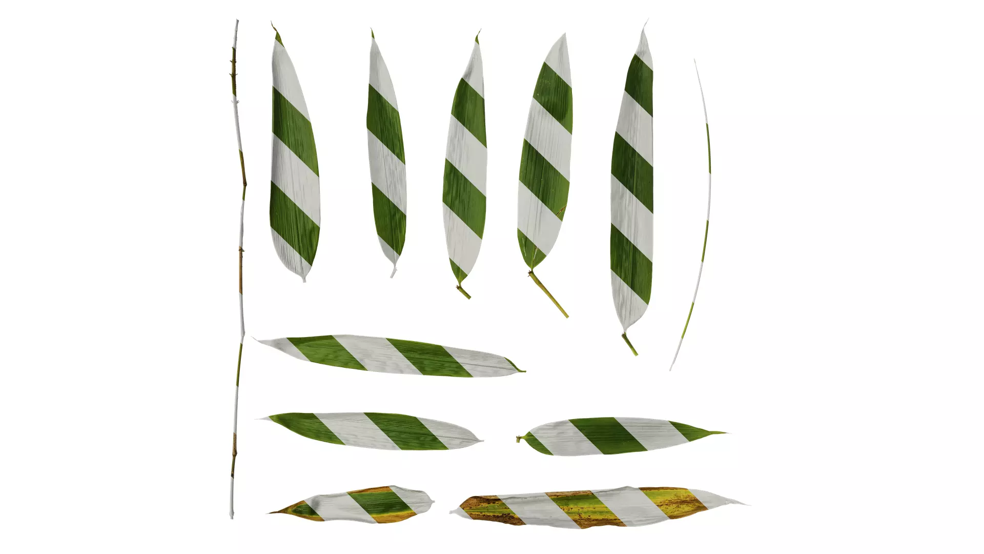 Anydrafts Indocalamus tessellatus Leaf 07 Texture_0