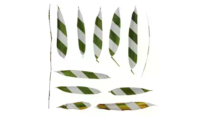 Anydrafts Indocalamus tessellatus Leaf 07 Texture