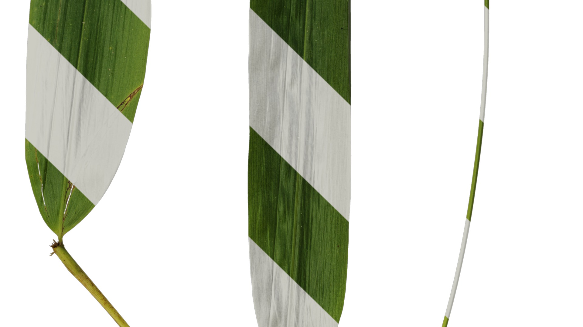 Anydrafts Indocalamus tessellatus Leaf 07 Texture_4