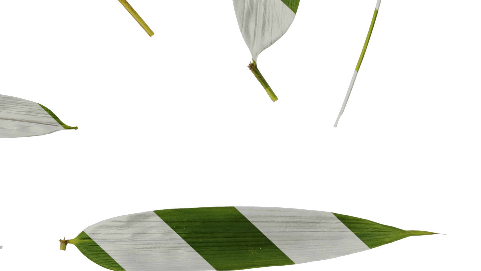 Anydrafts Indocalamus tessellatus Leaf 07 Texture_6