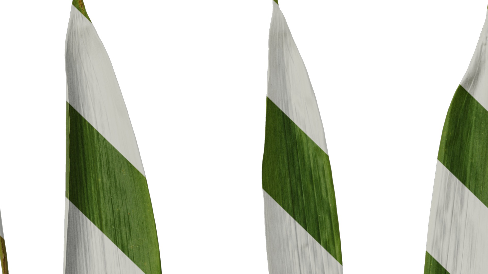 Anydrafts Indocalamus tessellatus Leaf 07 Texture_1