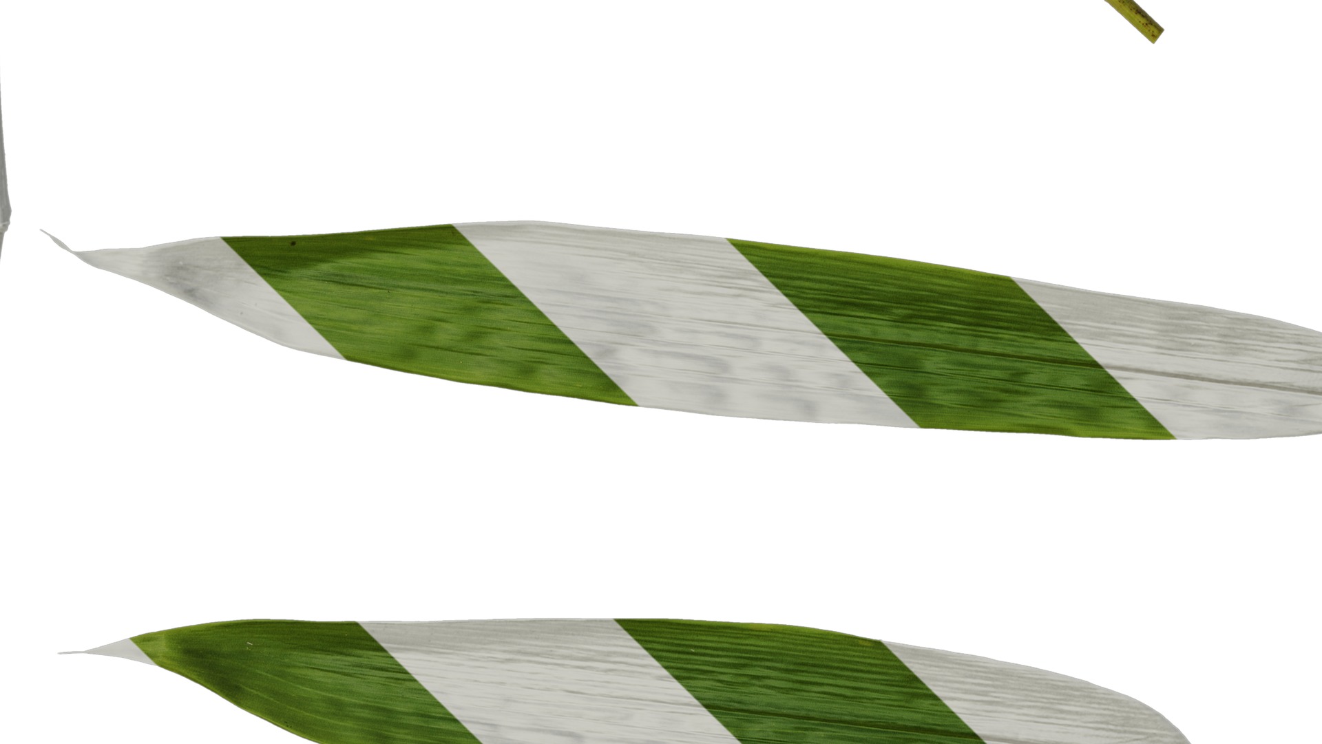 Anydrafts Indocalamus tessellatus Leaf 07 Texture_5