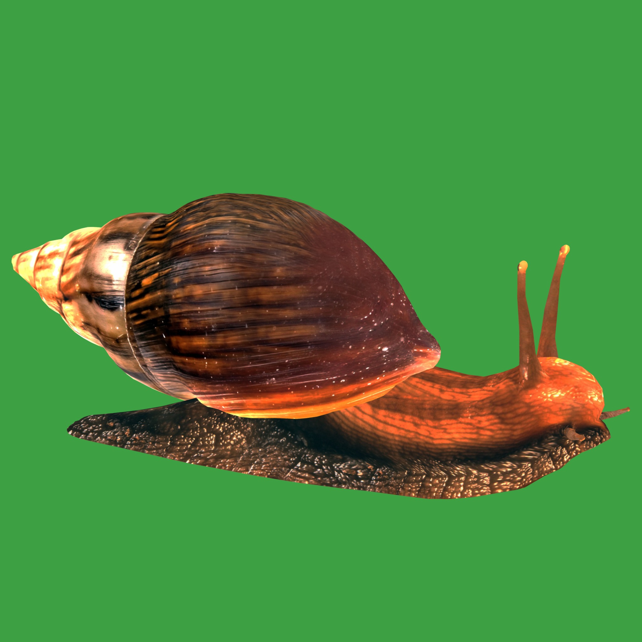 Giant African Land Snail Low-poly 3D model_33