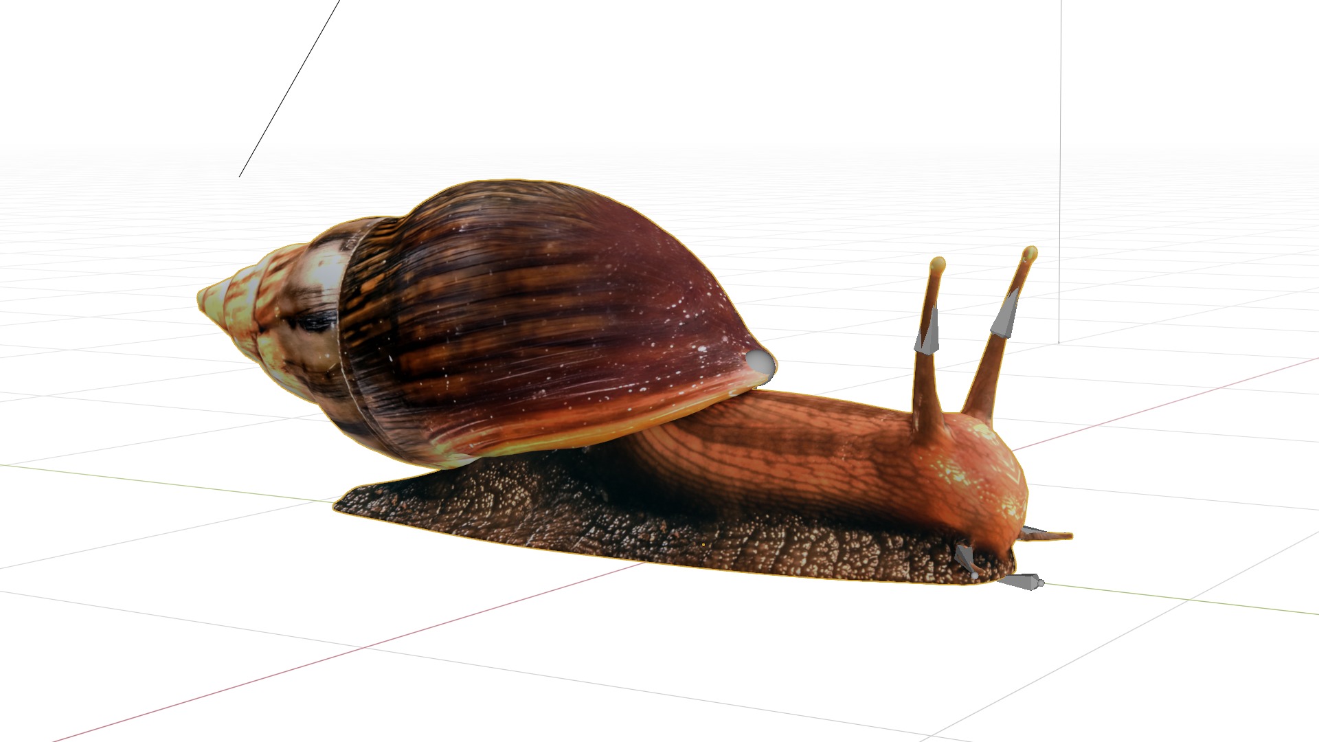 Giant African Land Snail Low-poly 3D model_6