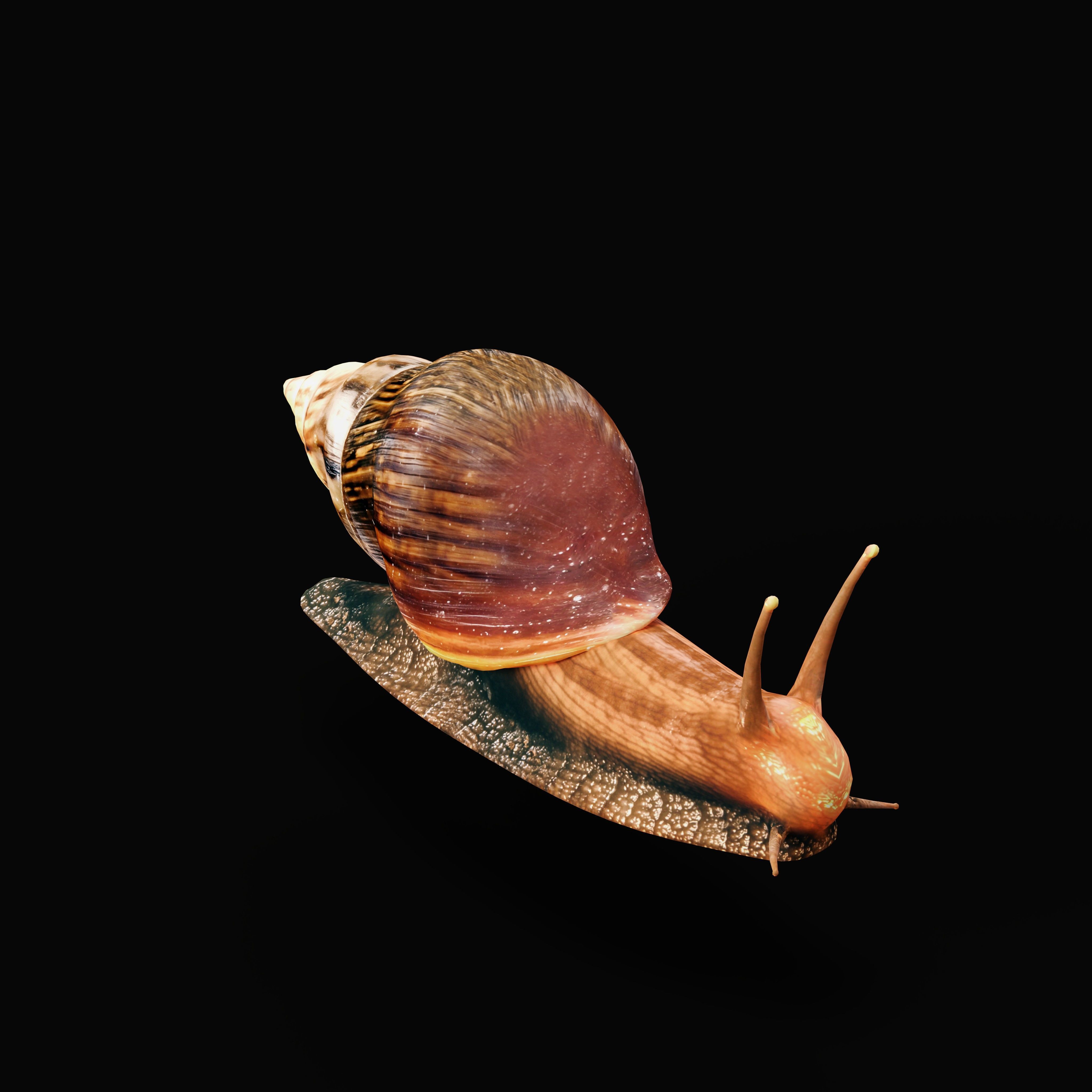 Giant African Land Snail Low-poly 3D model_13