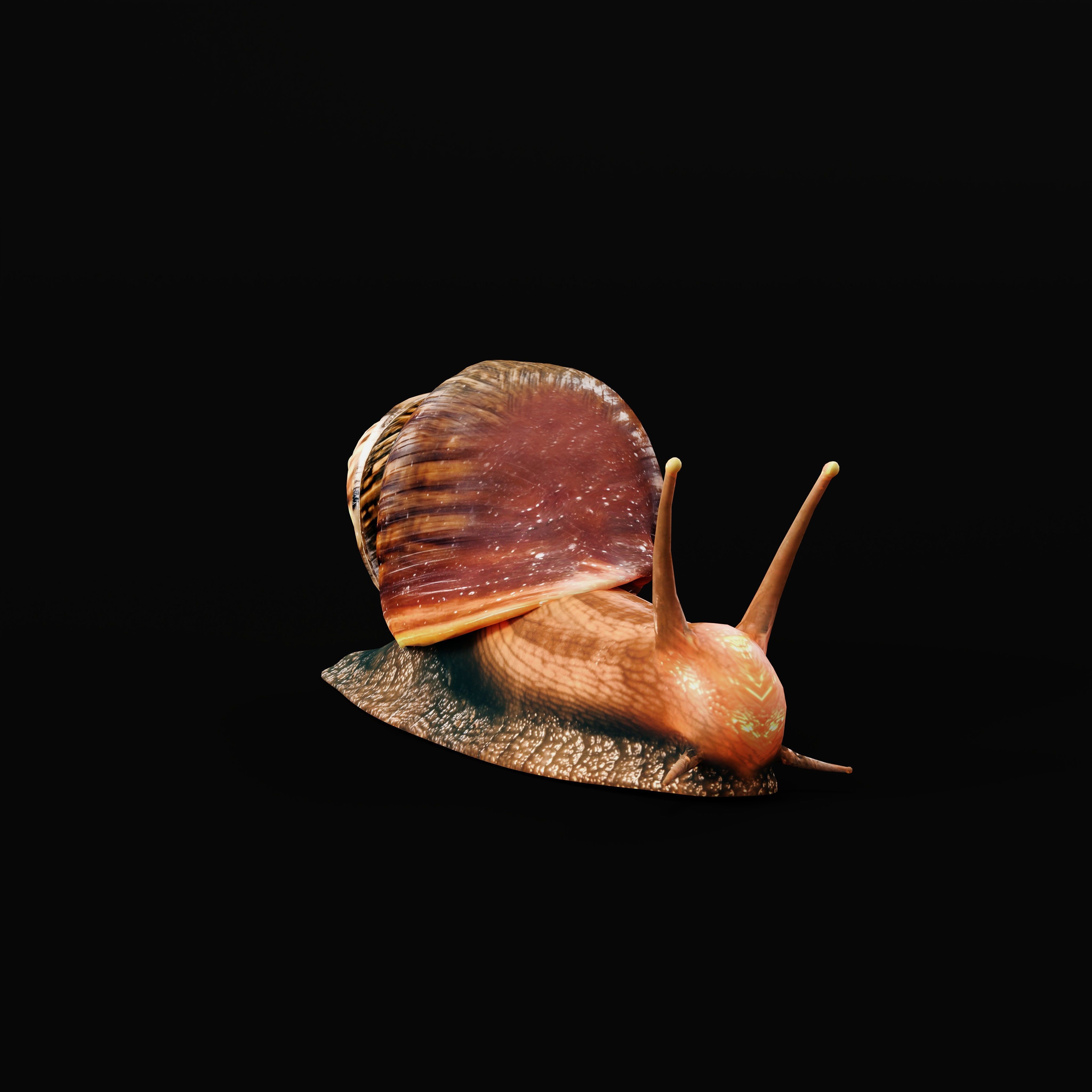 Giant African Land Snail Low-poly 3D model_10