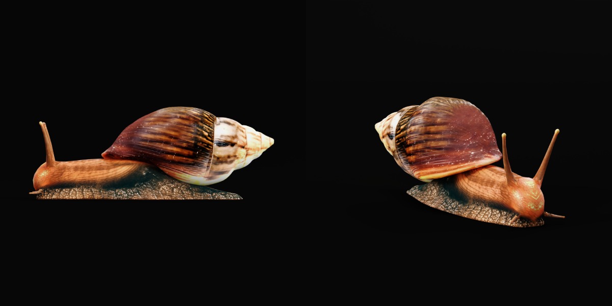 Giant African Land Snail Low-poly 3D model_26
