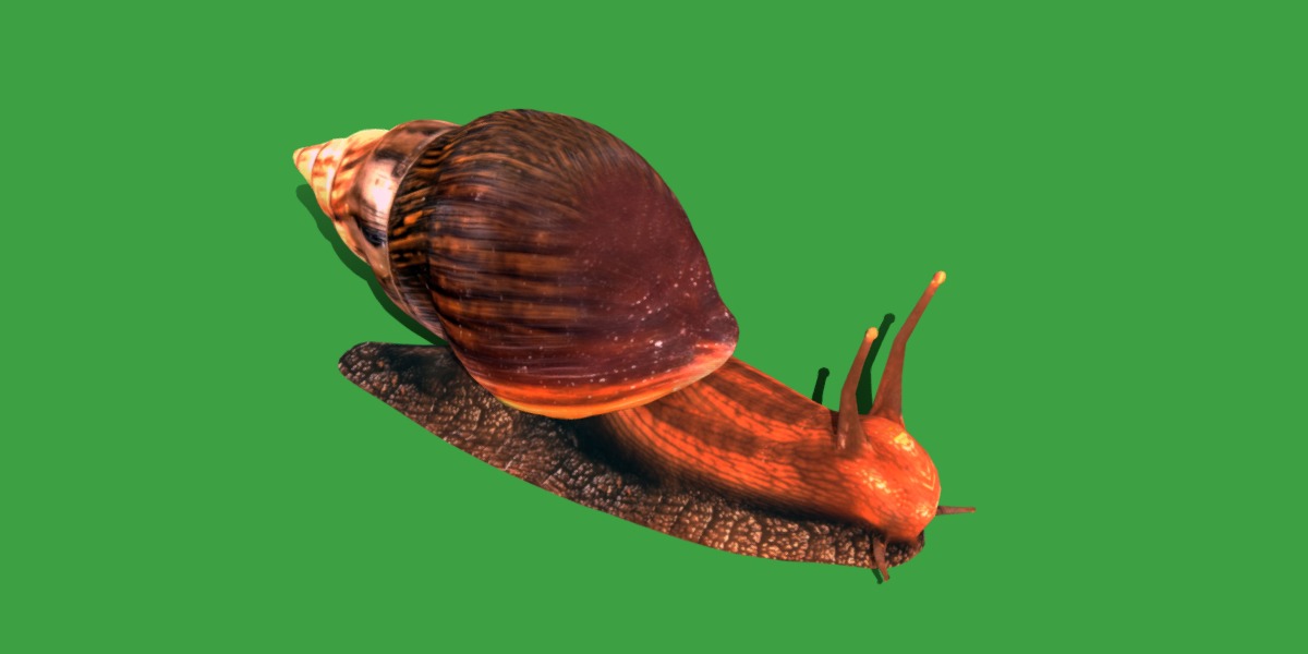 Giant African Land Snail Low-poly 3D model_34