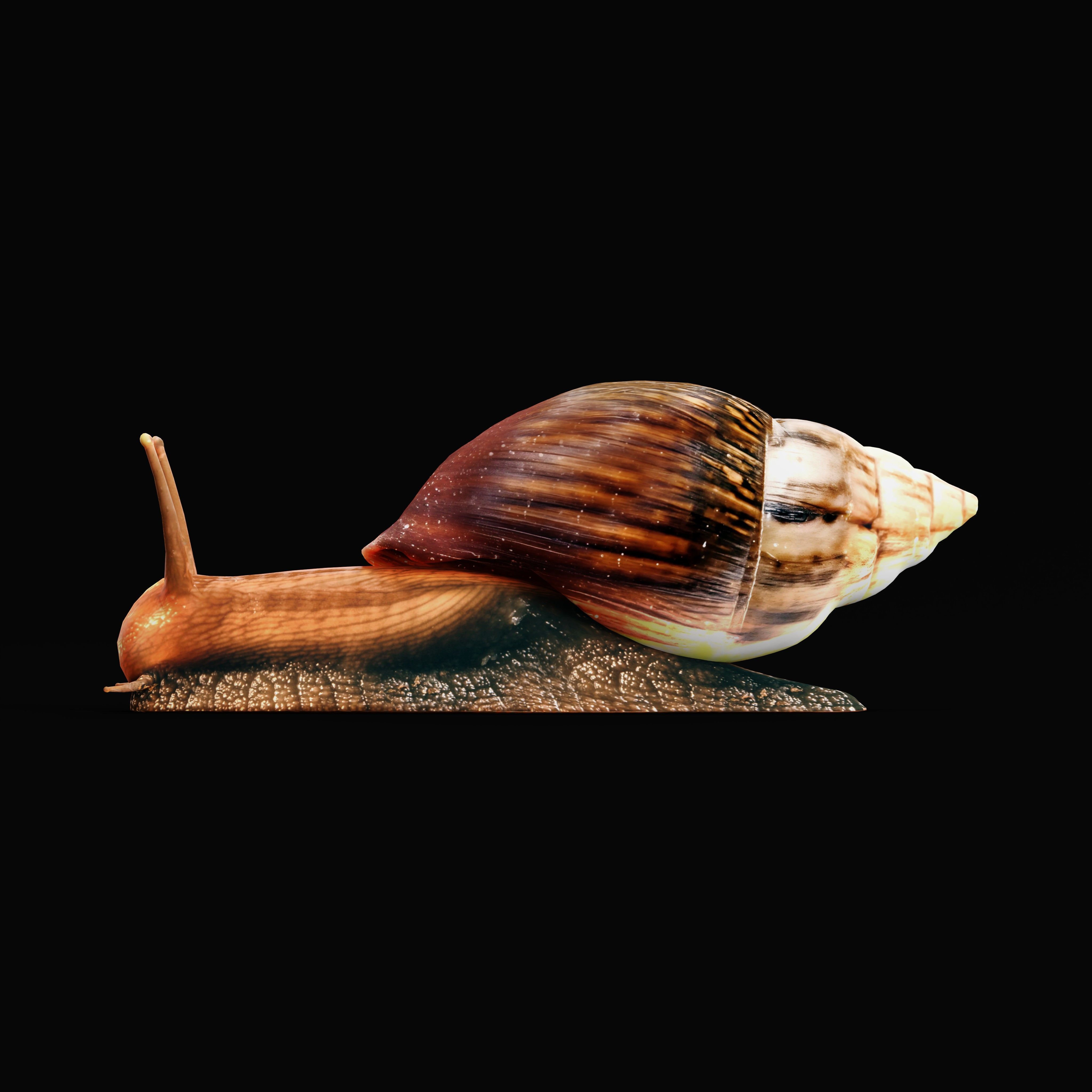 Giant African Land Snail Low-poly 3D model_8