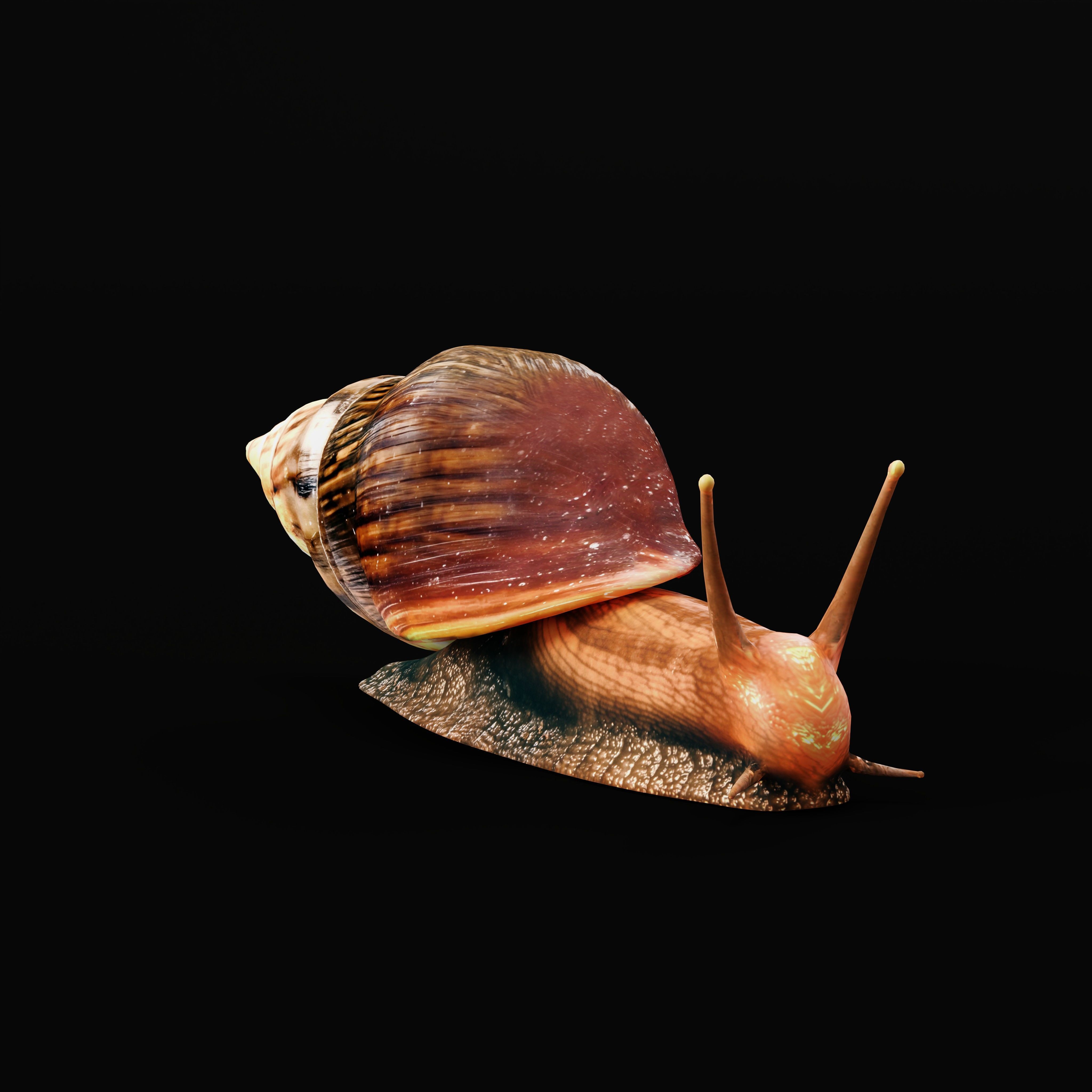 Giant African Land Snail Low-poly 3D model_9