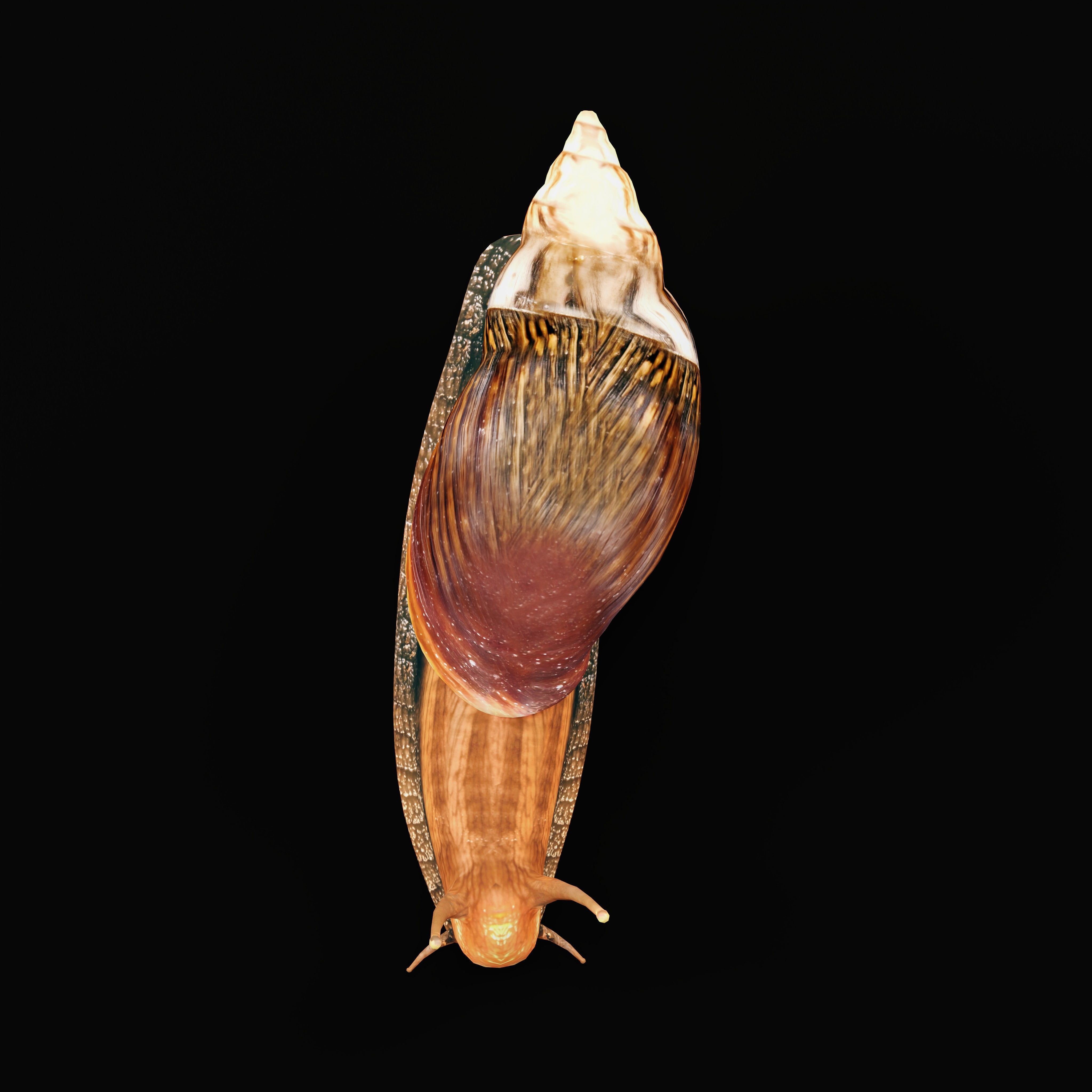 Giant African Land Snail Low-poly 3D model_12