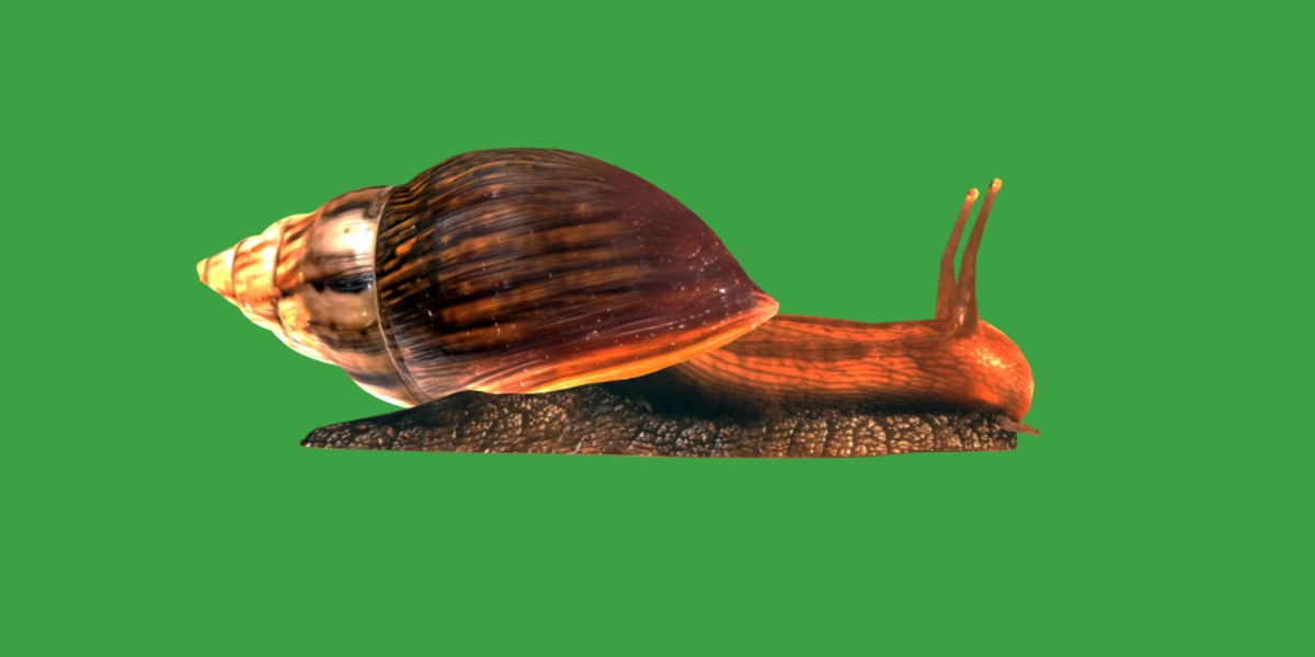 Giant African Land Snail Low-poly 3D model_37