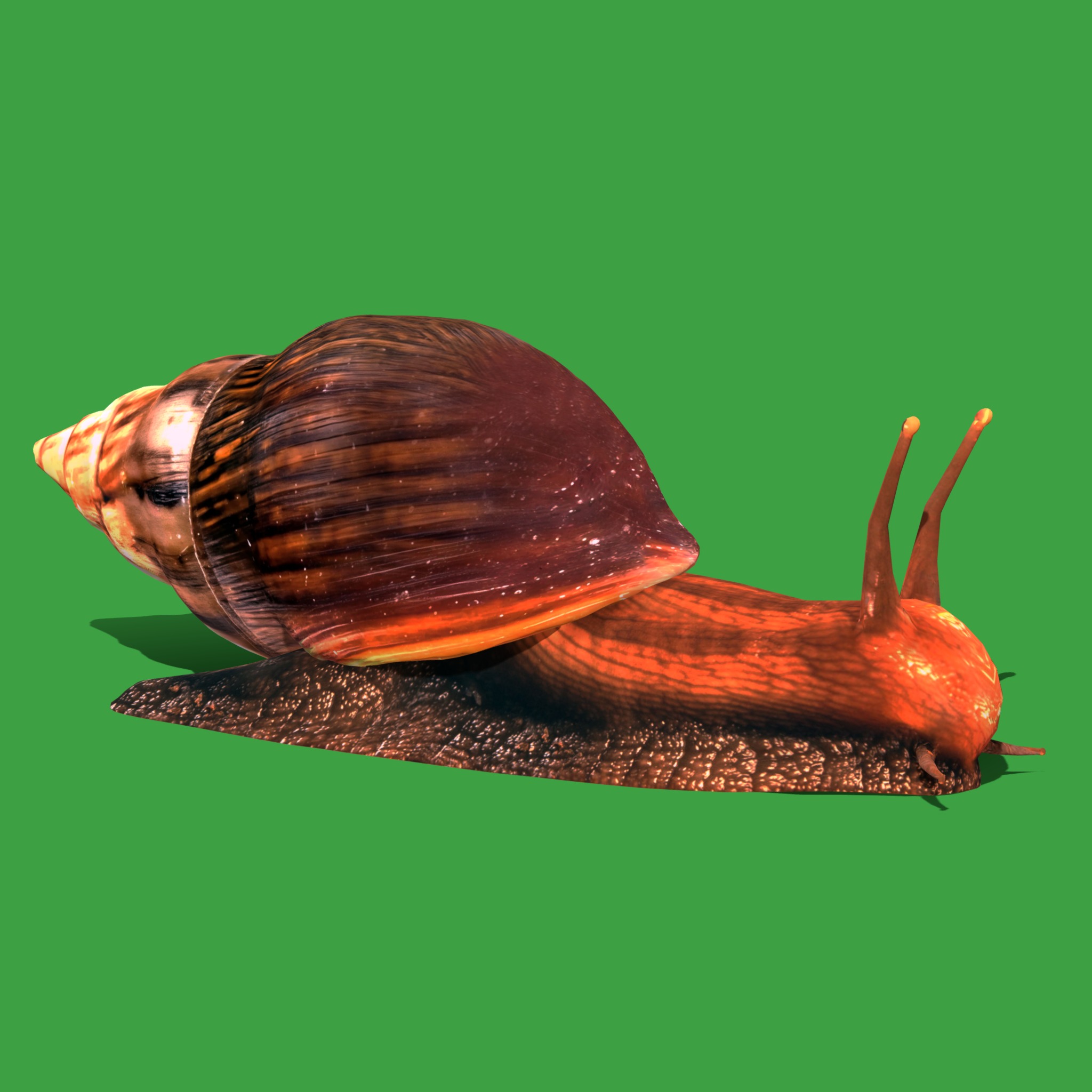 Giant African Land Snail Low-poly 3D model_32