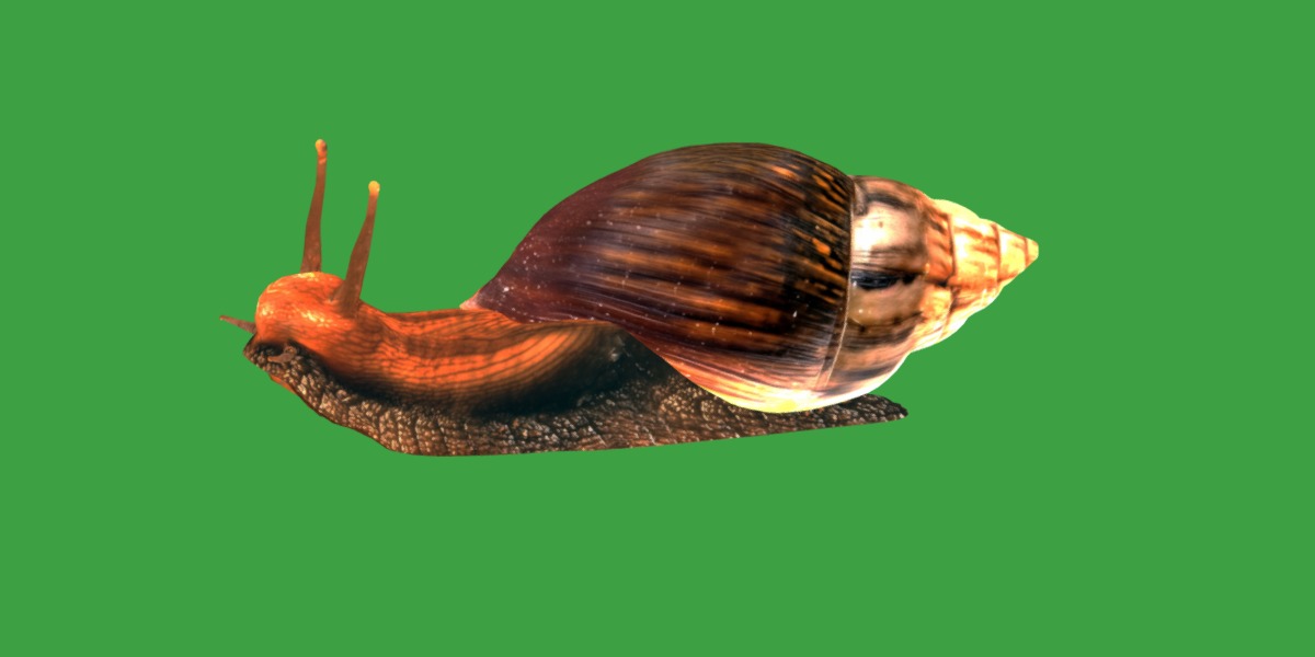 Giant African Land Snail Low-poly 3D model_39