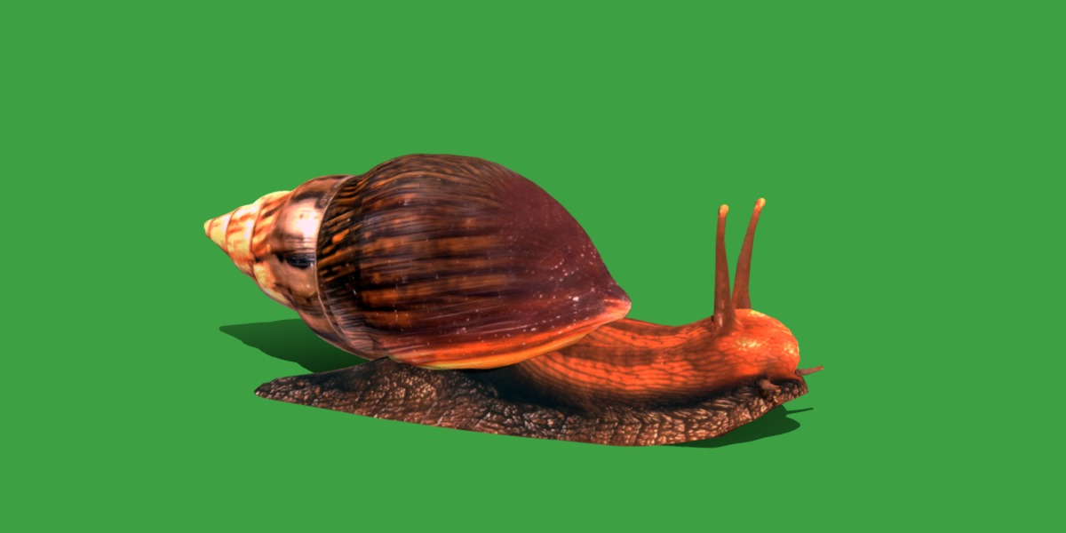 Giant African Land Snail Low-poly 3D model_41
