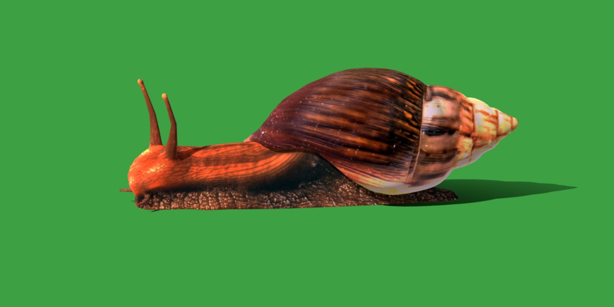 Giant African Land Snail Low-poly 3D model_27