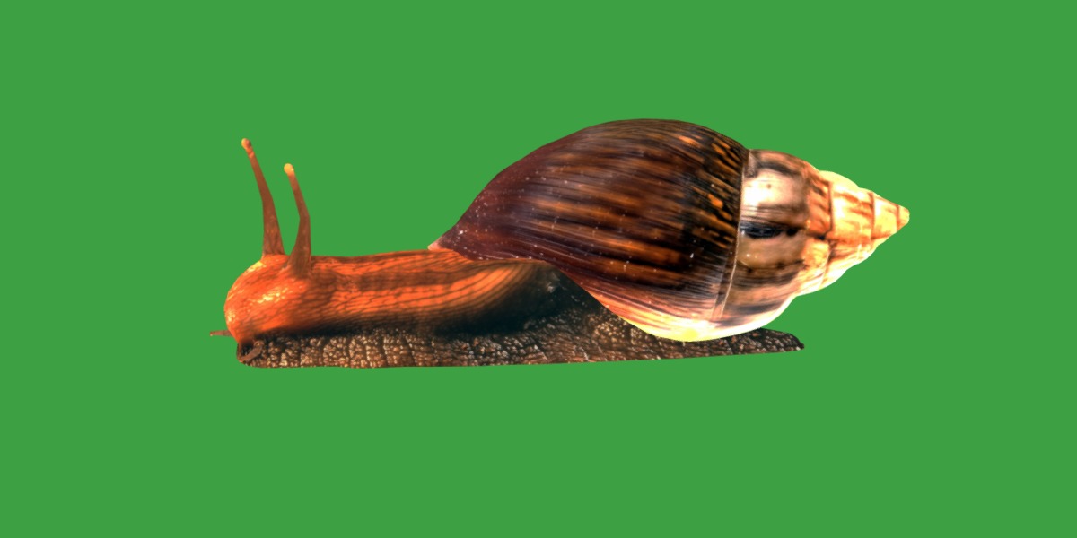 Giant African Land Snail Low-poly 3D model_28