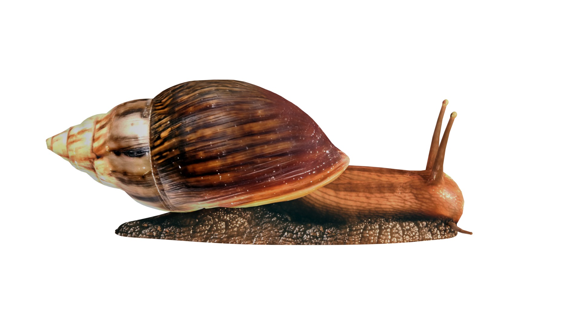 Giant African Land Snail Low-poly 3D model_5
