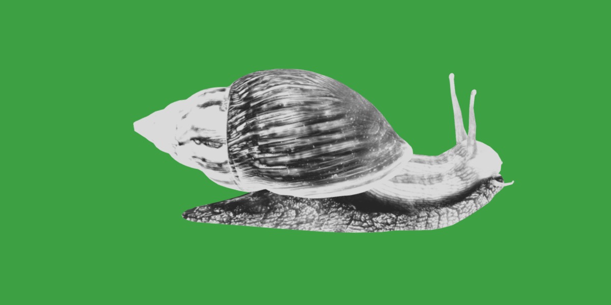 Giant African Land Snail Low-poly 3D model_18