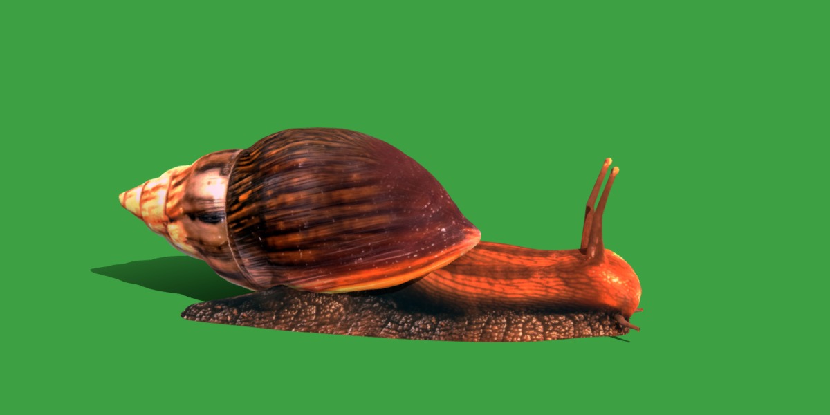 Giant African Land Snail Low-poly 3D model_14