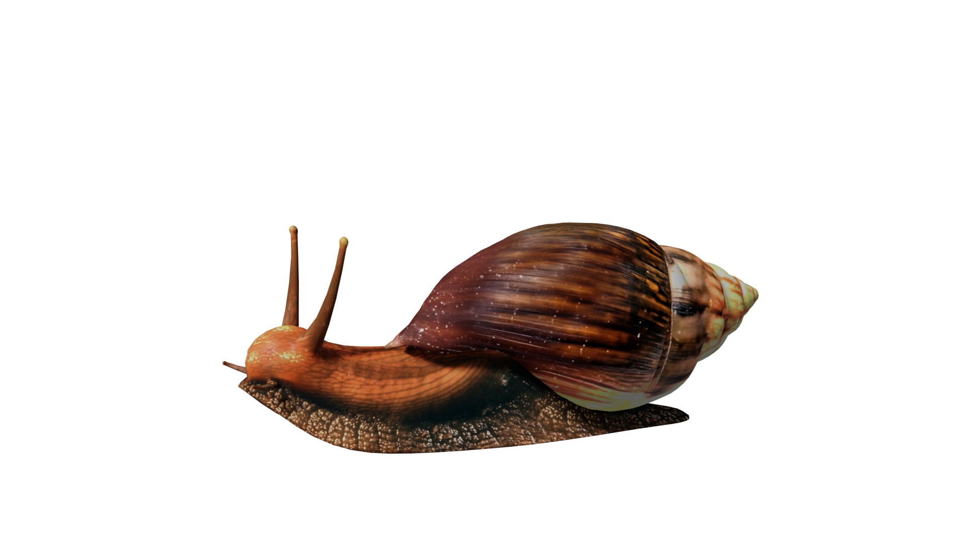 Giant African Land Snail Low-poly 3D model_2