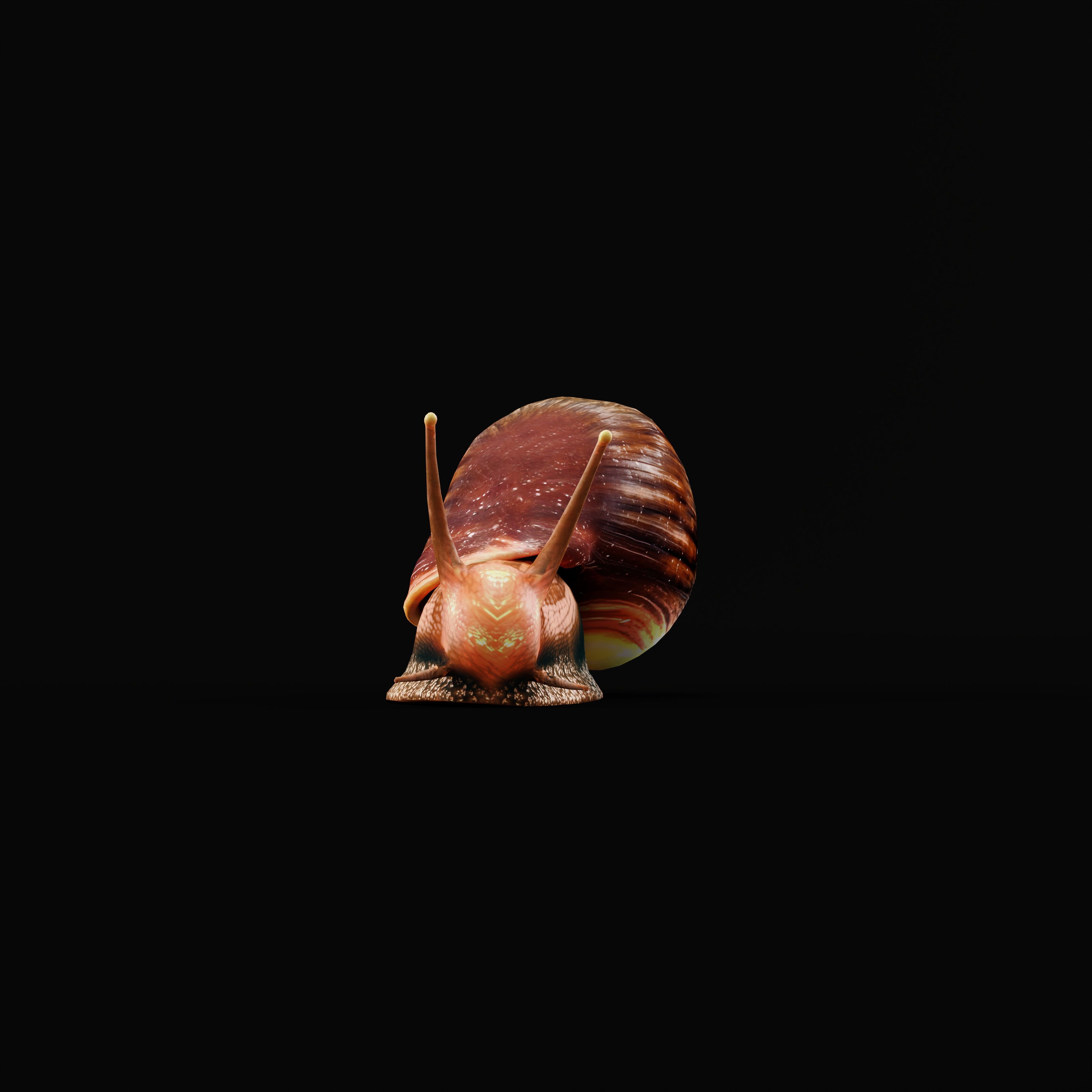 Giant African Land Snail Low-poly 3D model_11