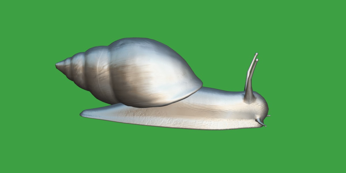 Giant African Land Snail Low-poly 3D model_21