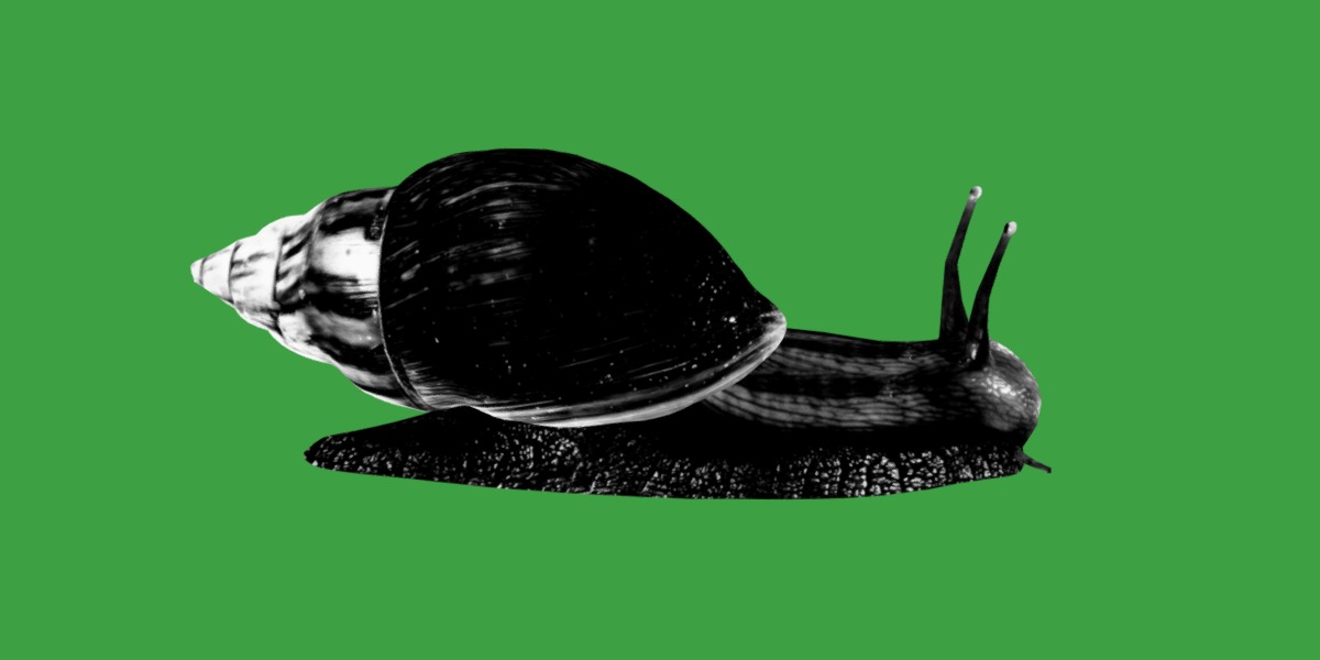 Giant African Land Snail Low-poly 3D model_19