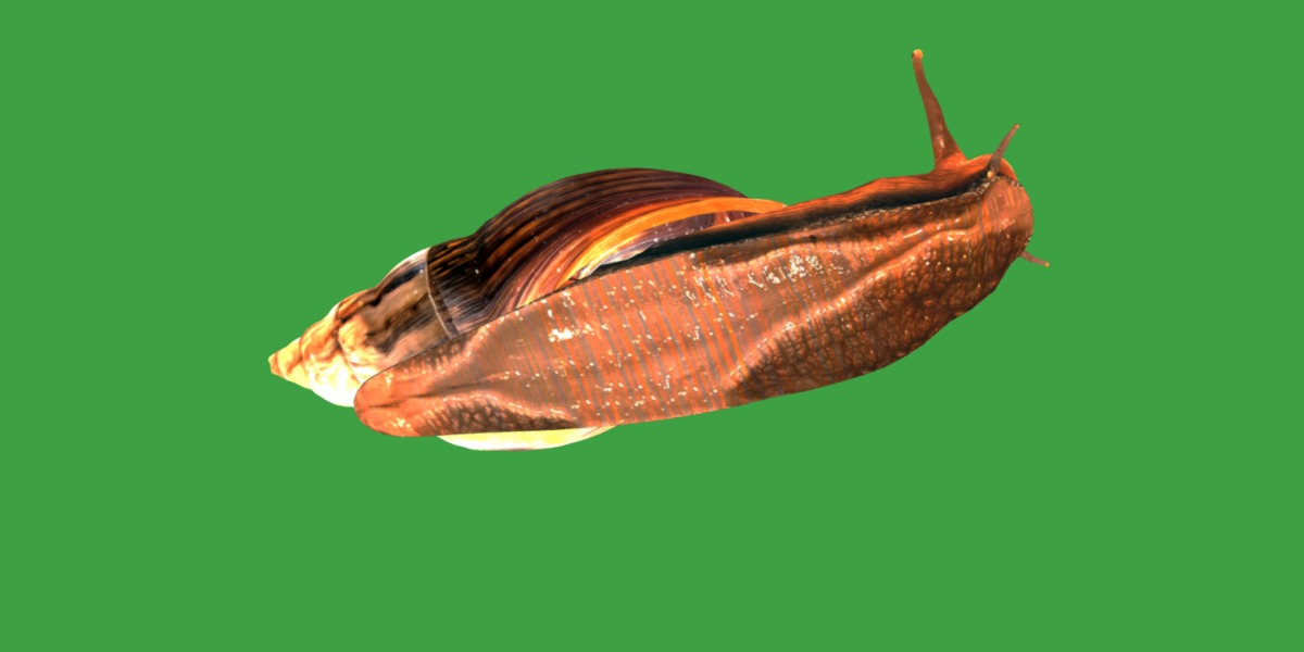 Giant African Land Snail Low-poly 3D model_40