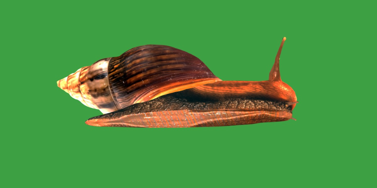 Giant African Land Snail Low-poly 3D model_31
