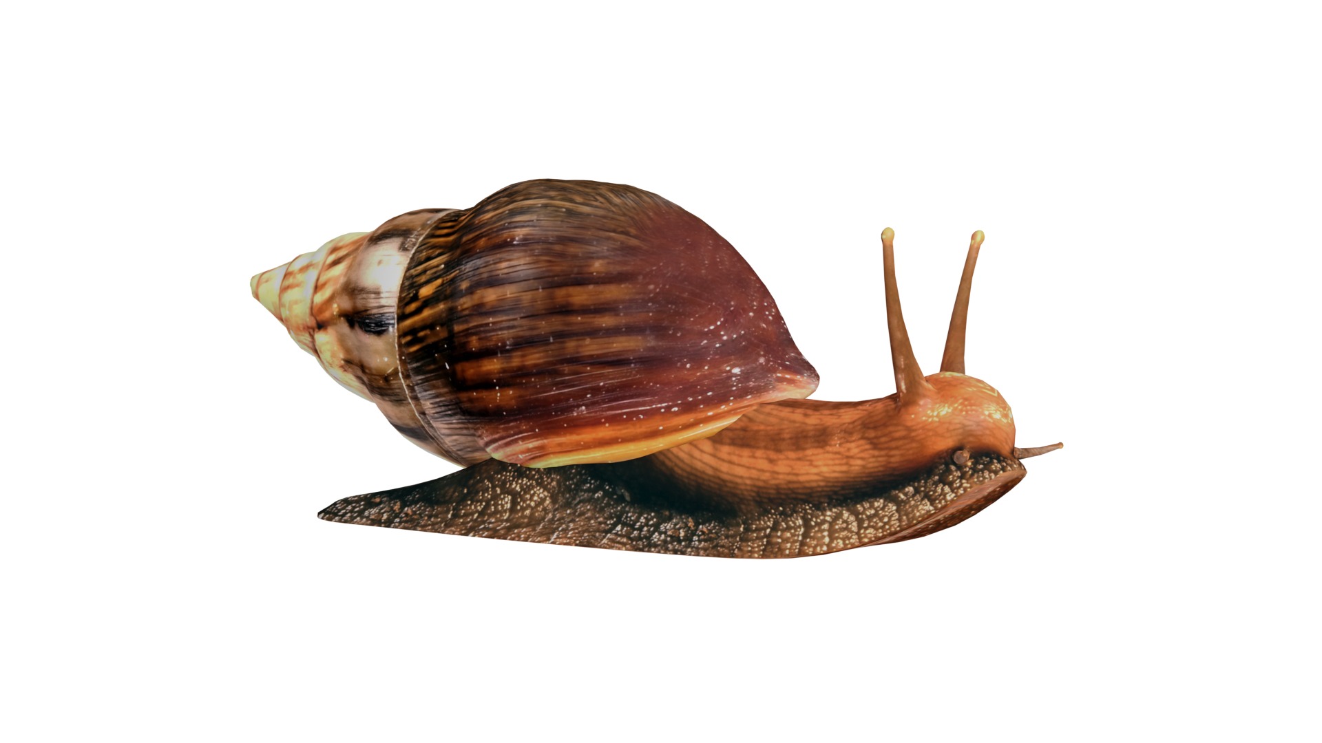 Giant African Land Snail Low-poly 3D model_4
