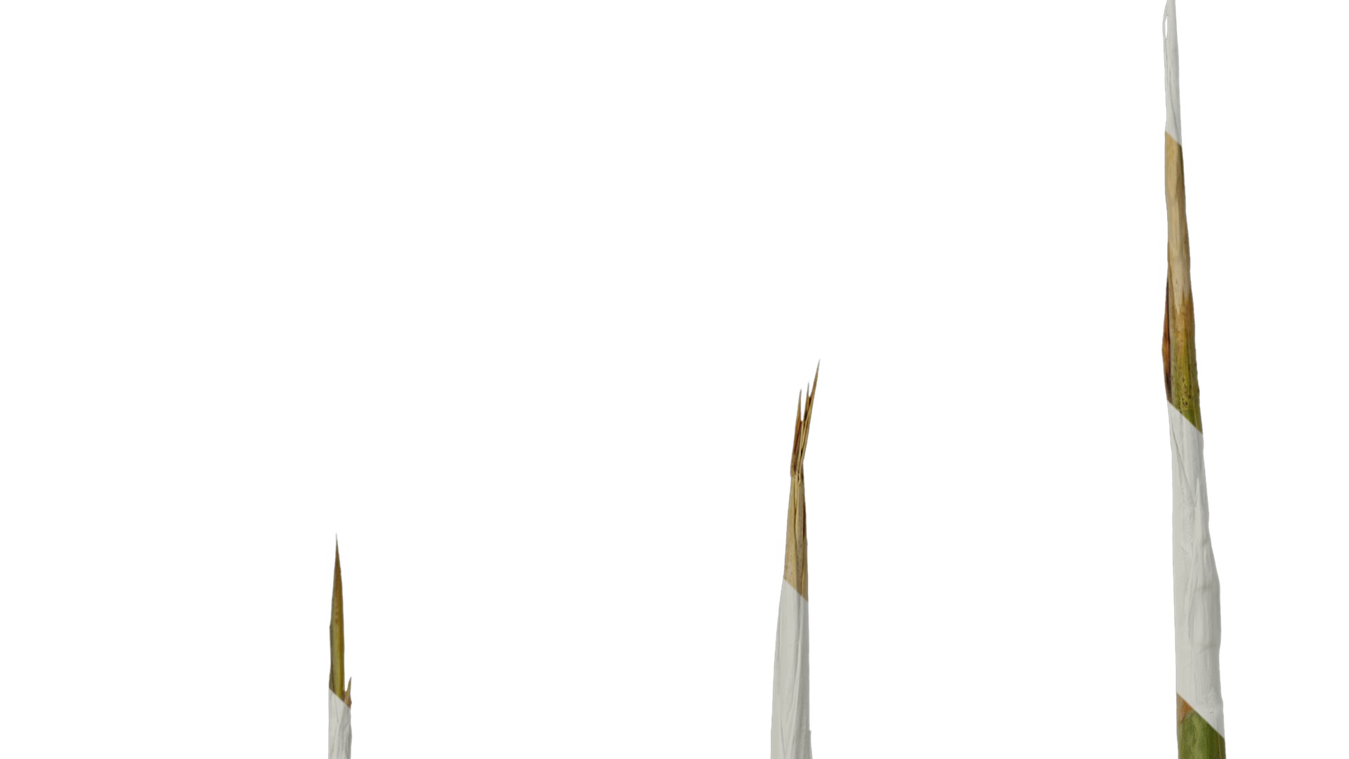 Anydrafts Phyllostachys aureosulcata spectabilis Stick 01 Texture_1