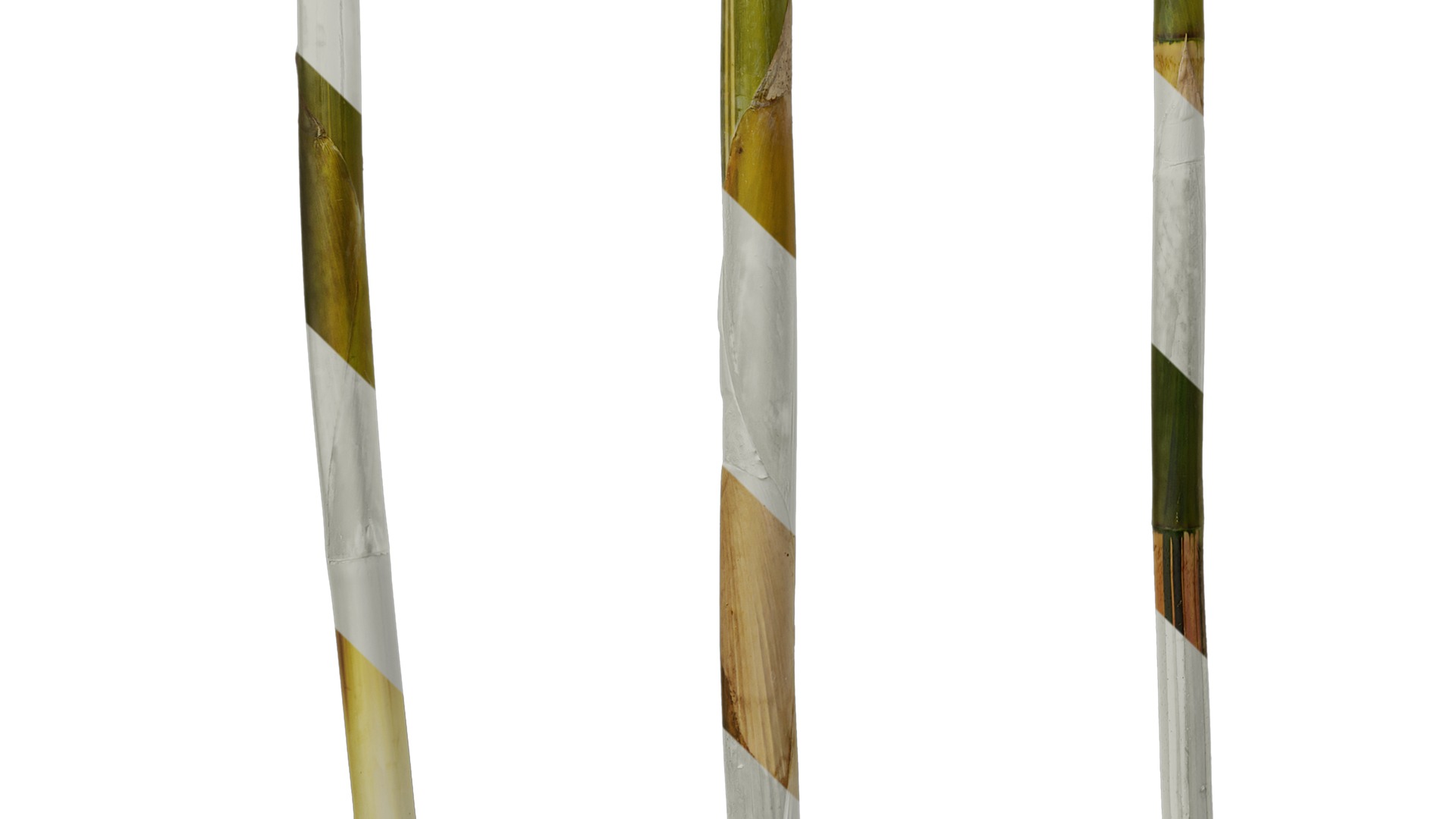 Anydrafts Phyllostachys aureosulcata spectabilis Stick 01 Texture_5