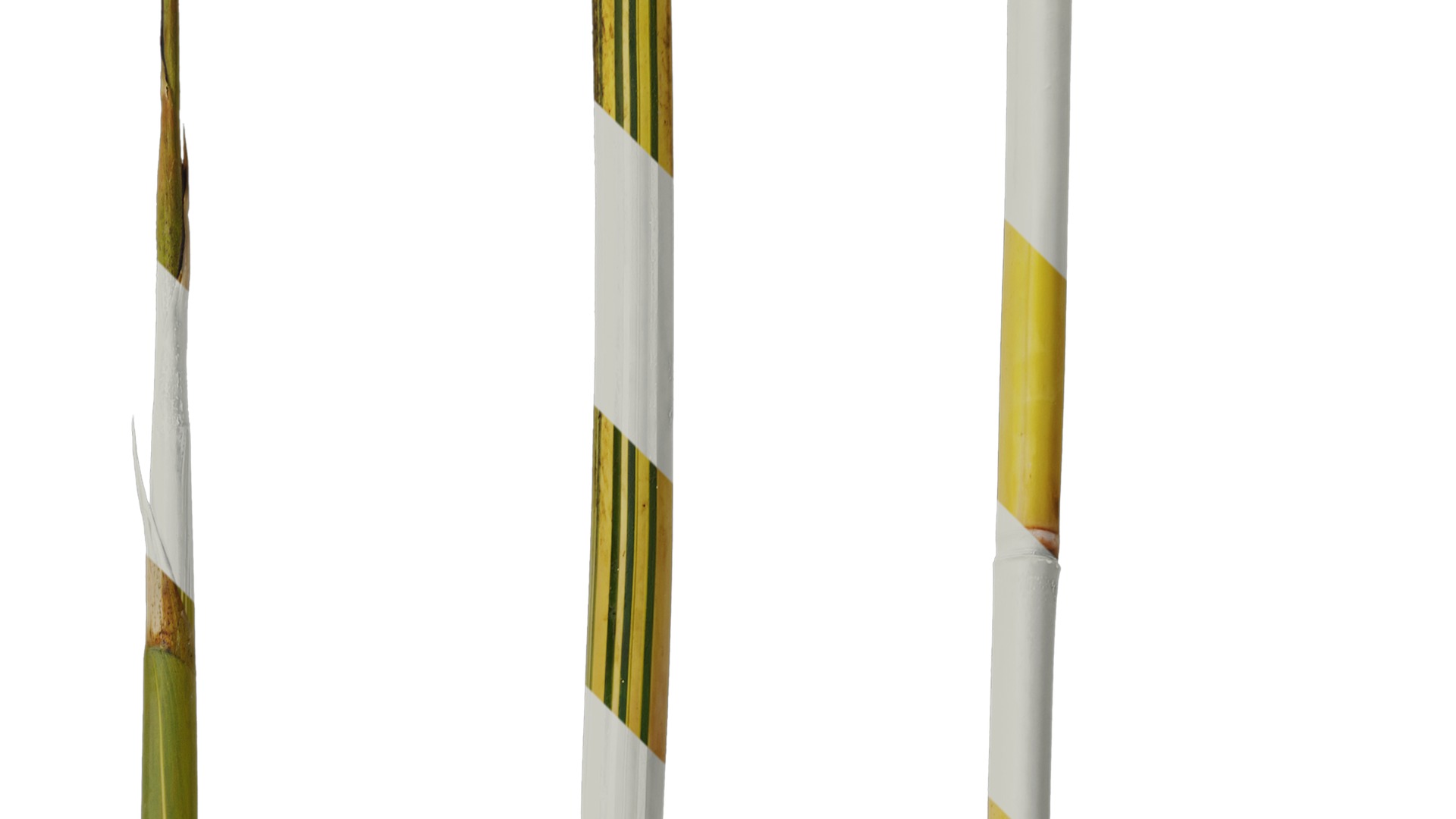 Anydrafts Phyllostachys aureosulcata spectabilis Stick 01 Texture_2