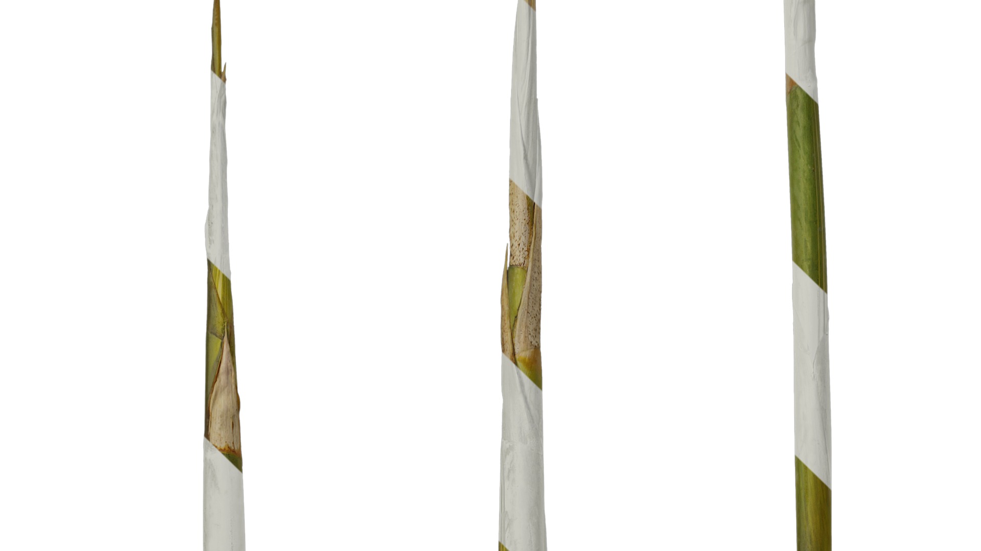 Anydrafts Phyllostachys aureosulcata spectabilis Stick 01 Texture_3